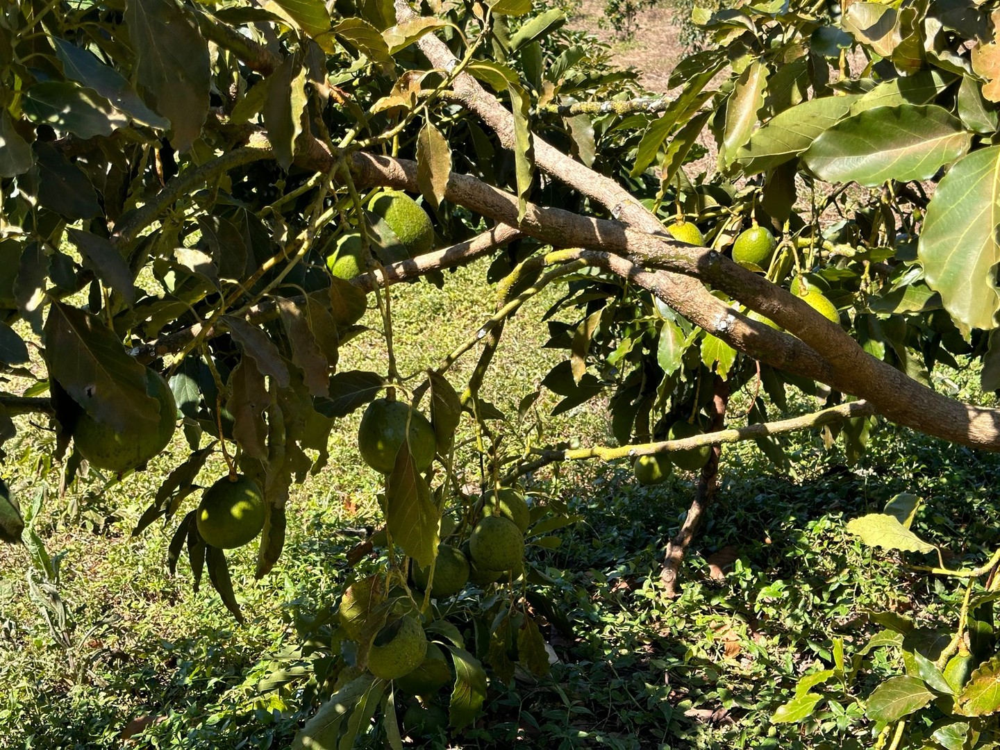 solares y terrenos - Vendo Oportunidad Finca De 132 Tareas Sembrada De Aguacate, Café y Guineos en Ba 2