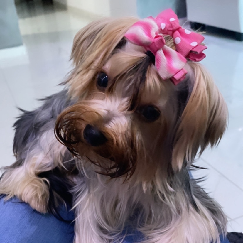 animales y mascotas - vendo yorkie tierrer