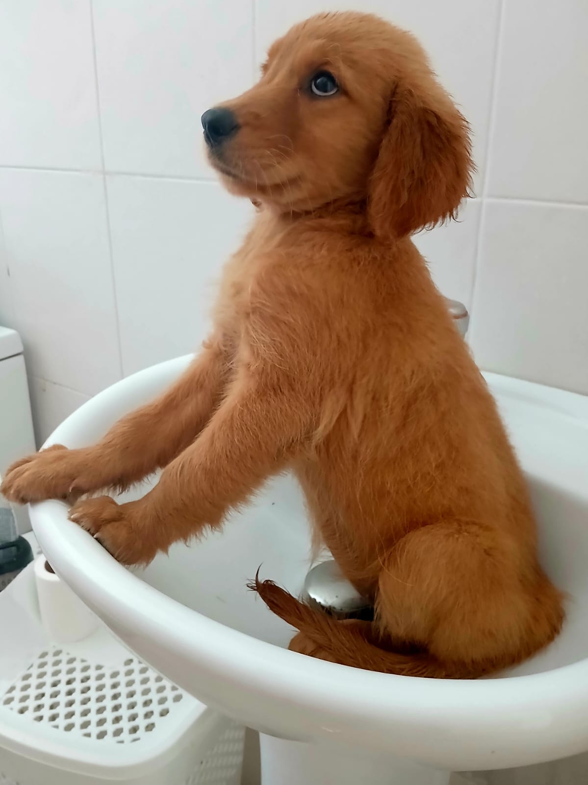 animales y mascotas - La hermosa y ejemplar Golden Retriever es toda una ternura 