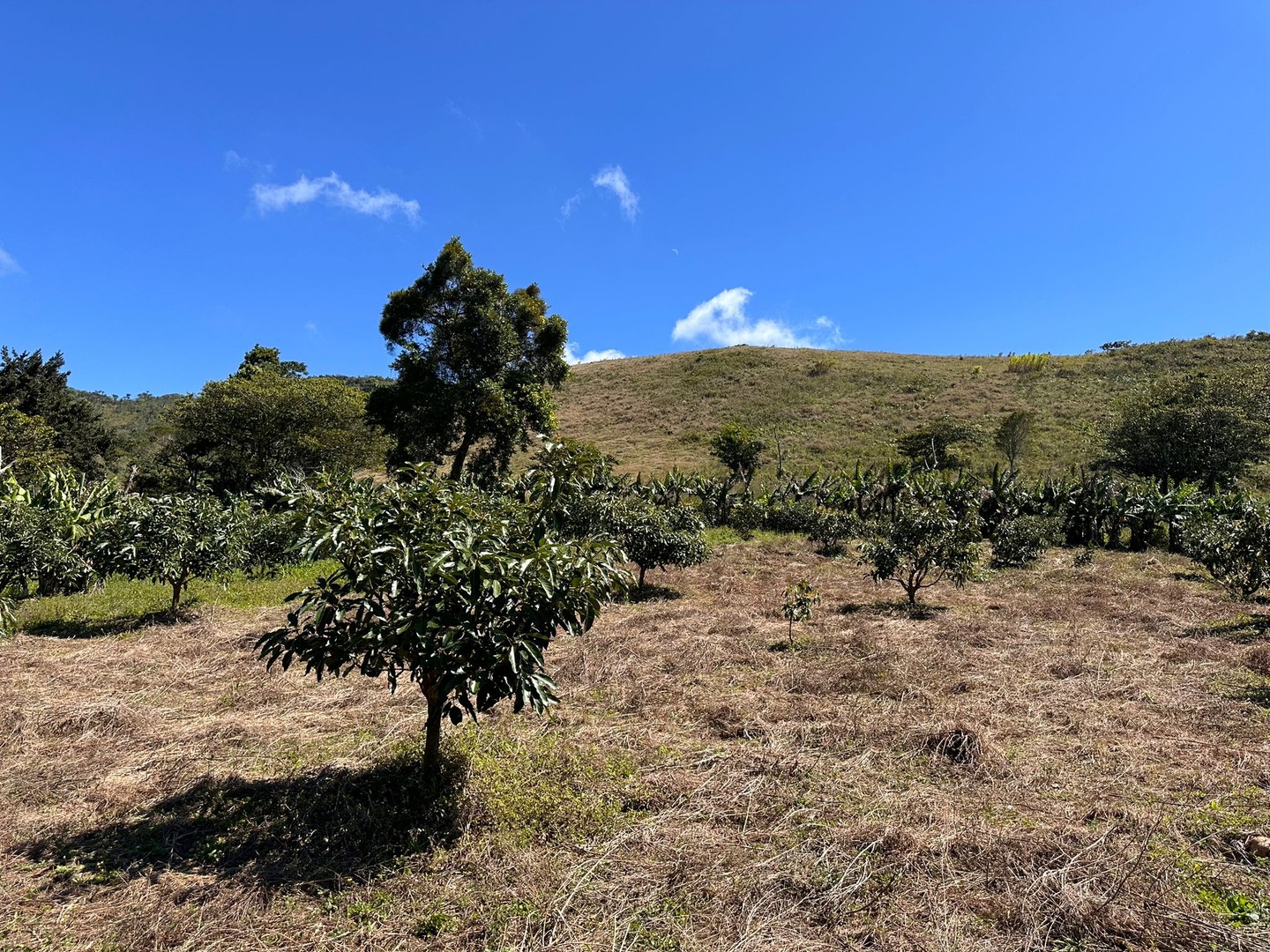 solares y terrenos - Vendo Oportunidad Finca De 132 Tareas Sembrada De Aguacate, Café y Guineos en Ba 0