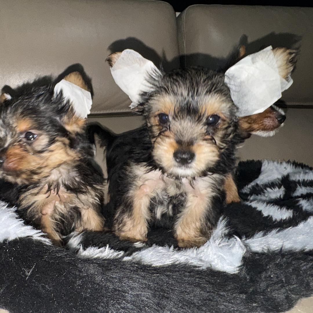 animales y mascotas - Yorkshire terrier 3 machos y 1 hembras. Yorkie Yorki 