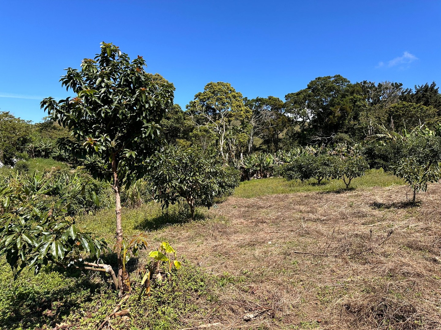 solares y terrenos - Vendo Oportunidad Finca De 132 Tareas Sembrada De Aguacate, Café y Guineos en Ba 1