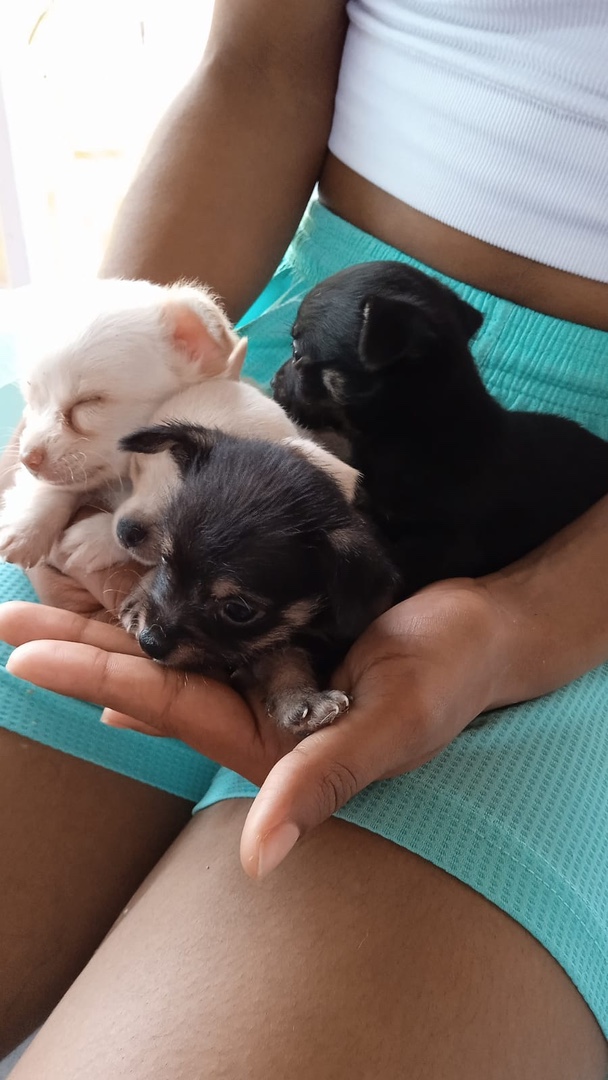 animales y mascotas - Chihuahuas, Cachorritos 