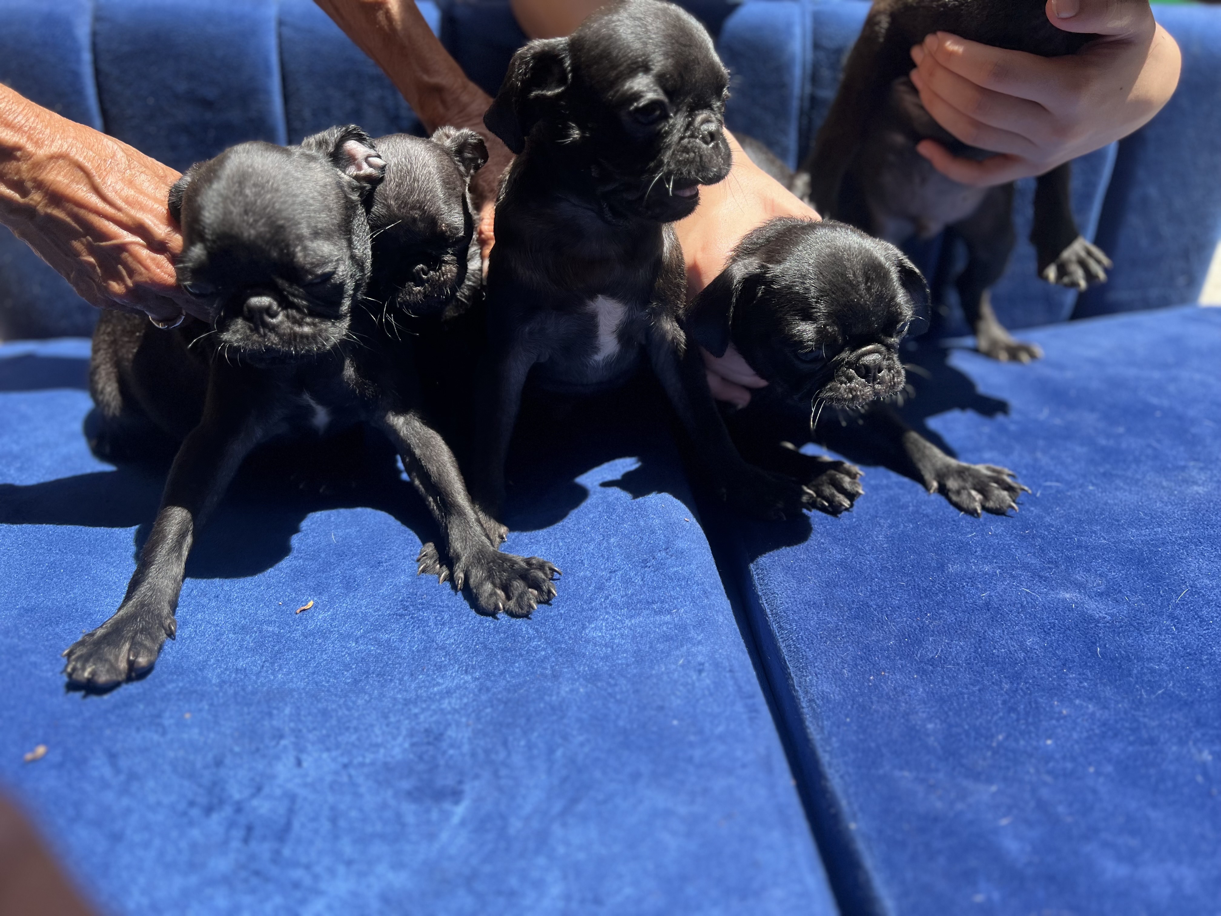 animales y mascotas - cachorros pug puros  1