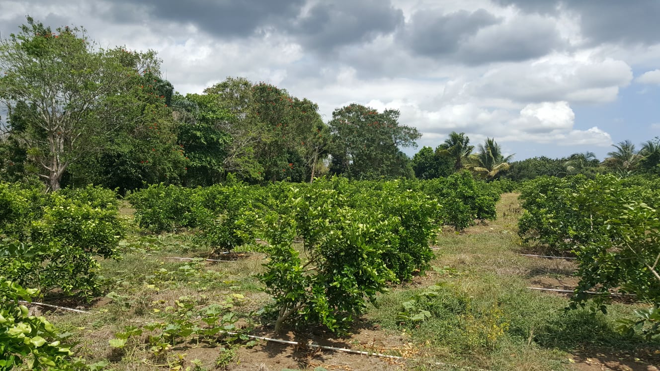 solares y terrenos - Terreno con un área de 3,700M2, Vacacional Matua.-