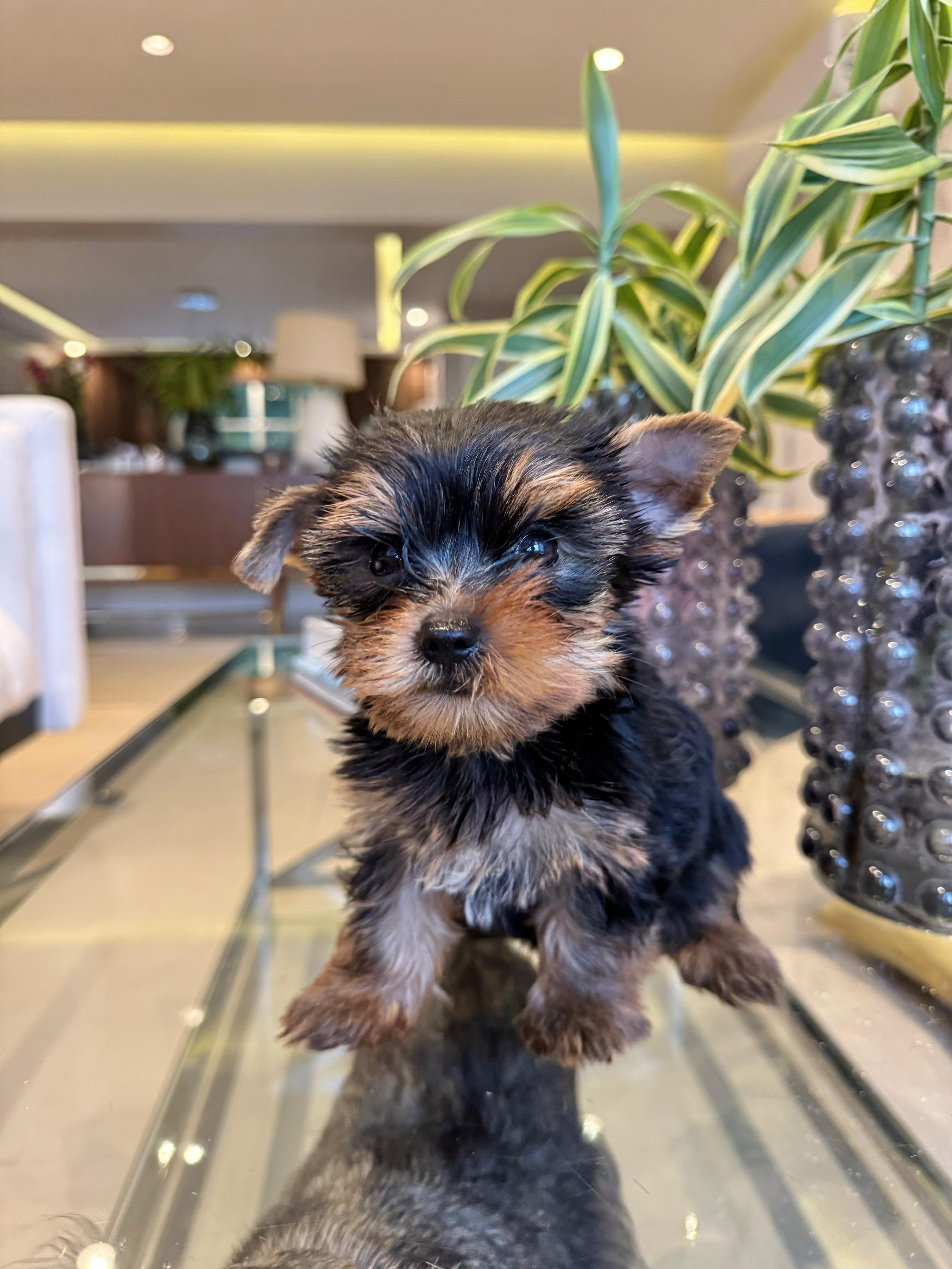 animales y mascotas - Yorkie 3