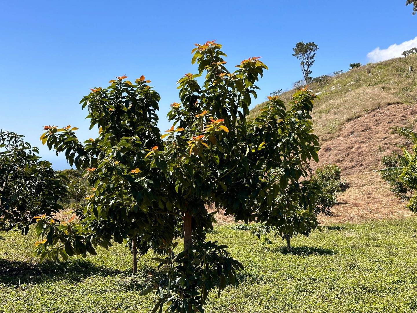 solares y terrenos - Vendo Oportunidad Finca De 132 Tareas Sembrada De Aguacate, Café y Guineos en Ba 3