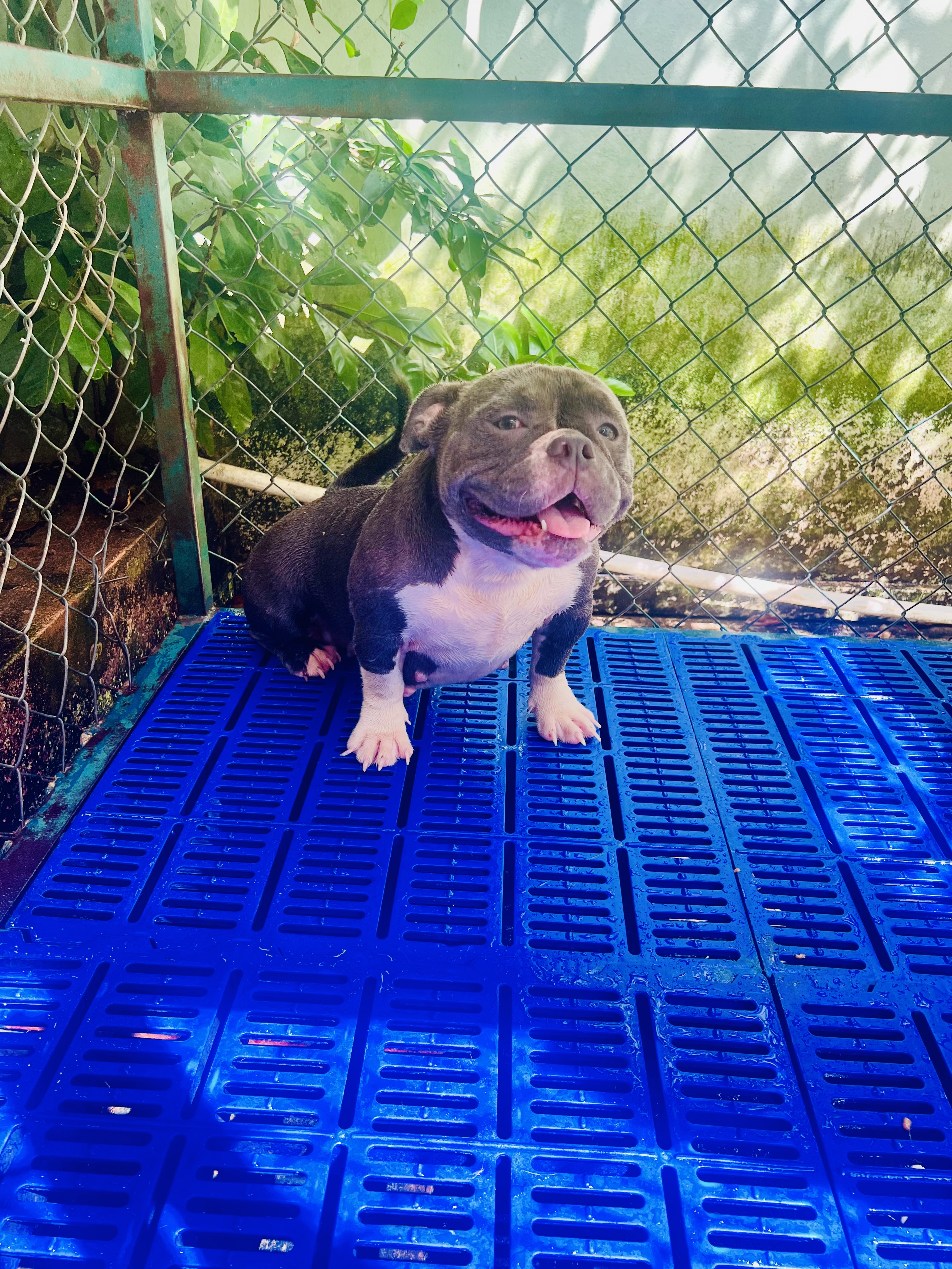 animales y mascotas - Cachorra disponible American bully 