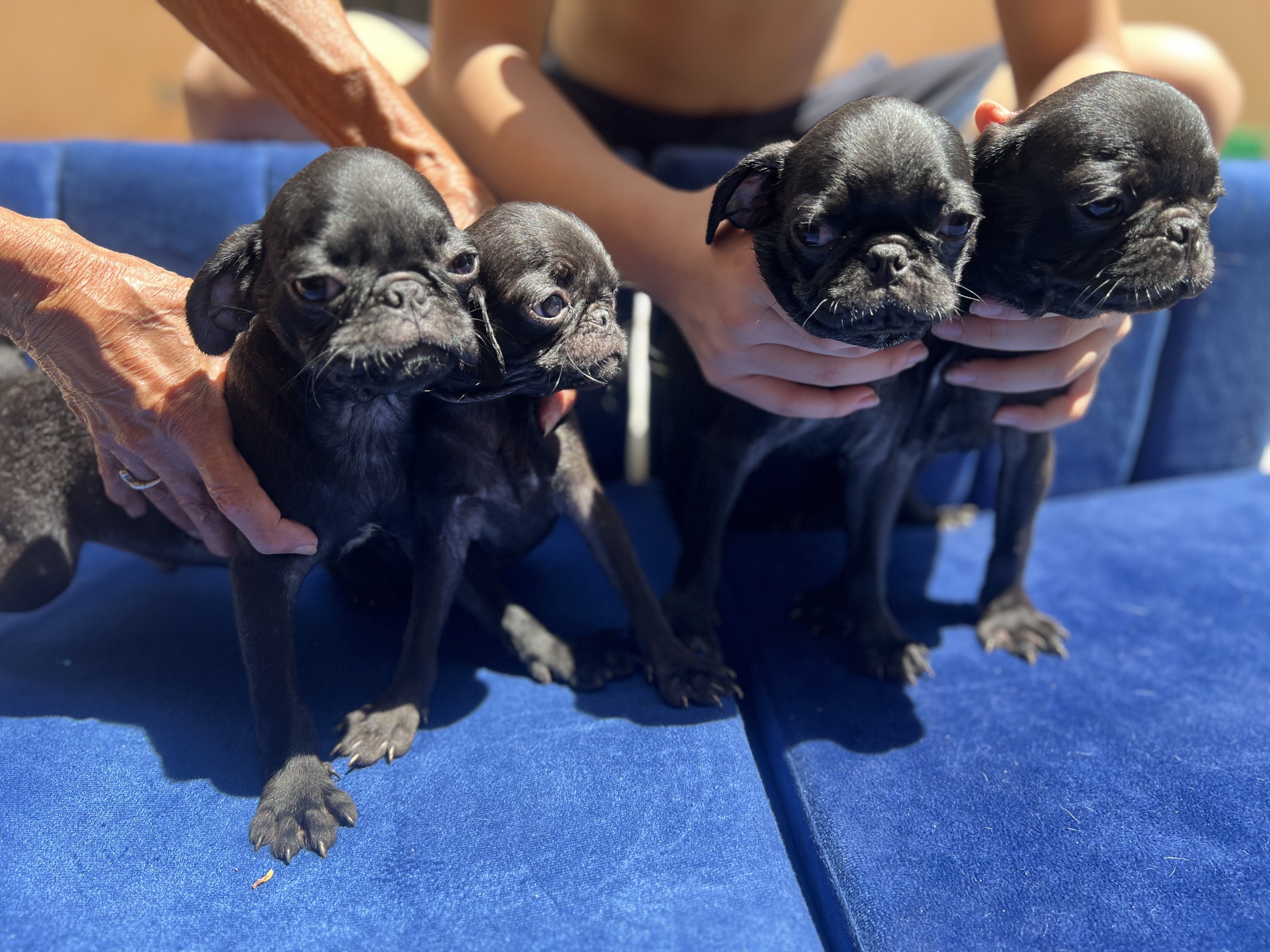 animales y mascotas - cachorros pug puros  2