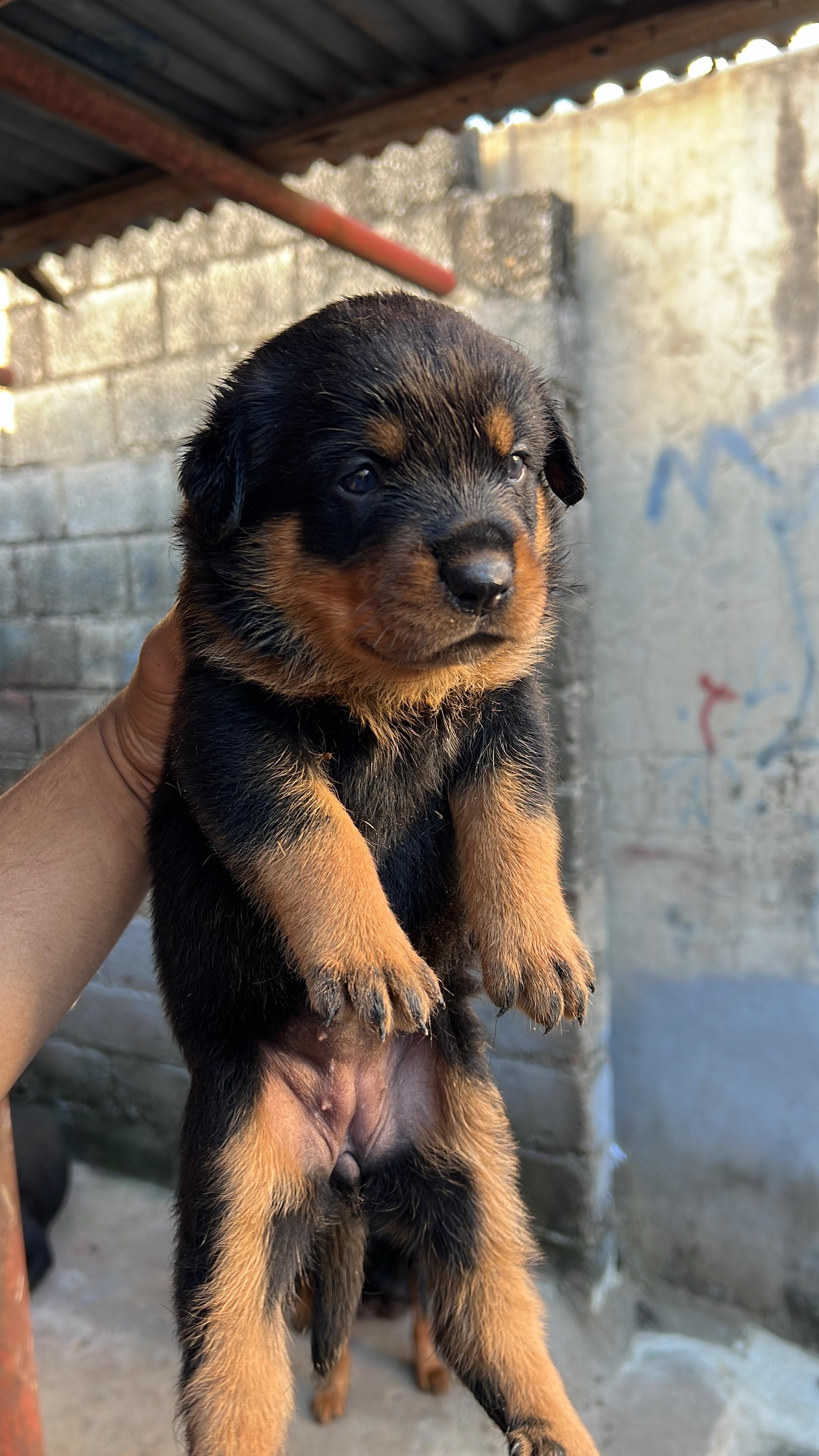 animales y mascotas - Rotwailer puros 3