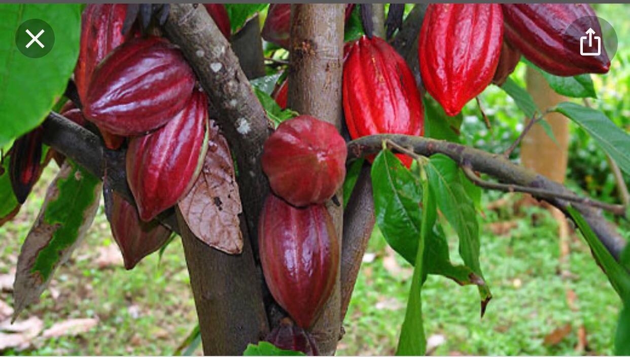 solares y terrenos - Vendo finca de cacao en producción  0