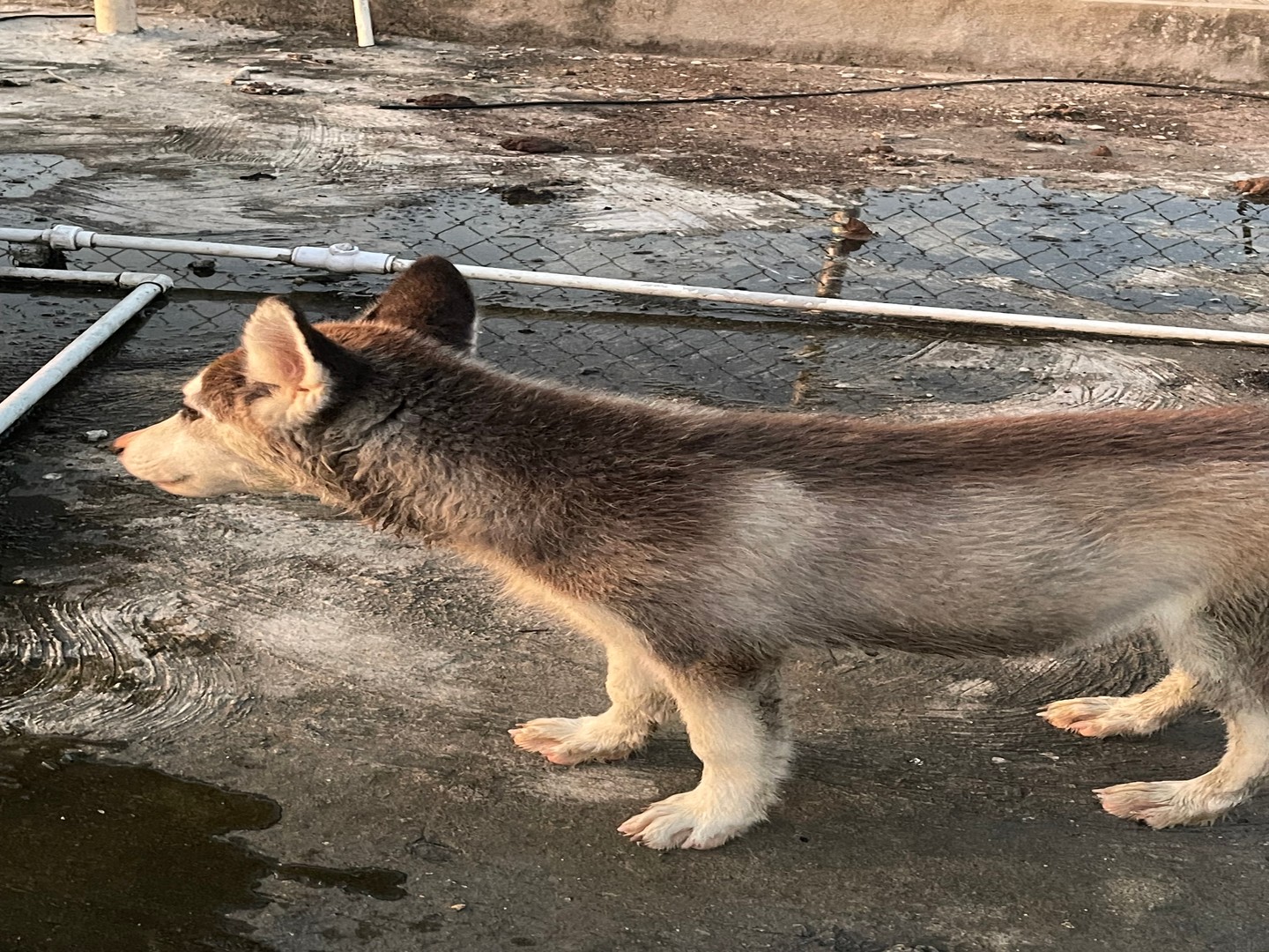 animales y mascotas - Husky siberiano