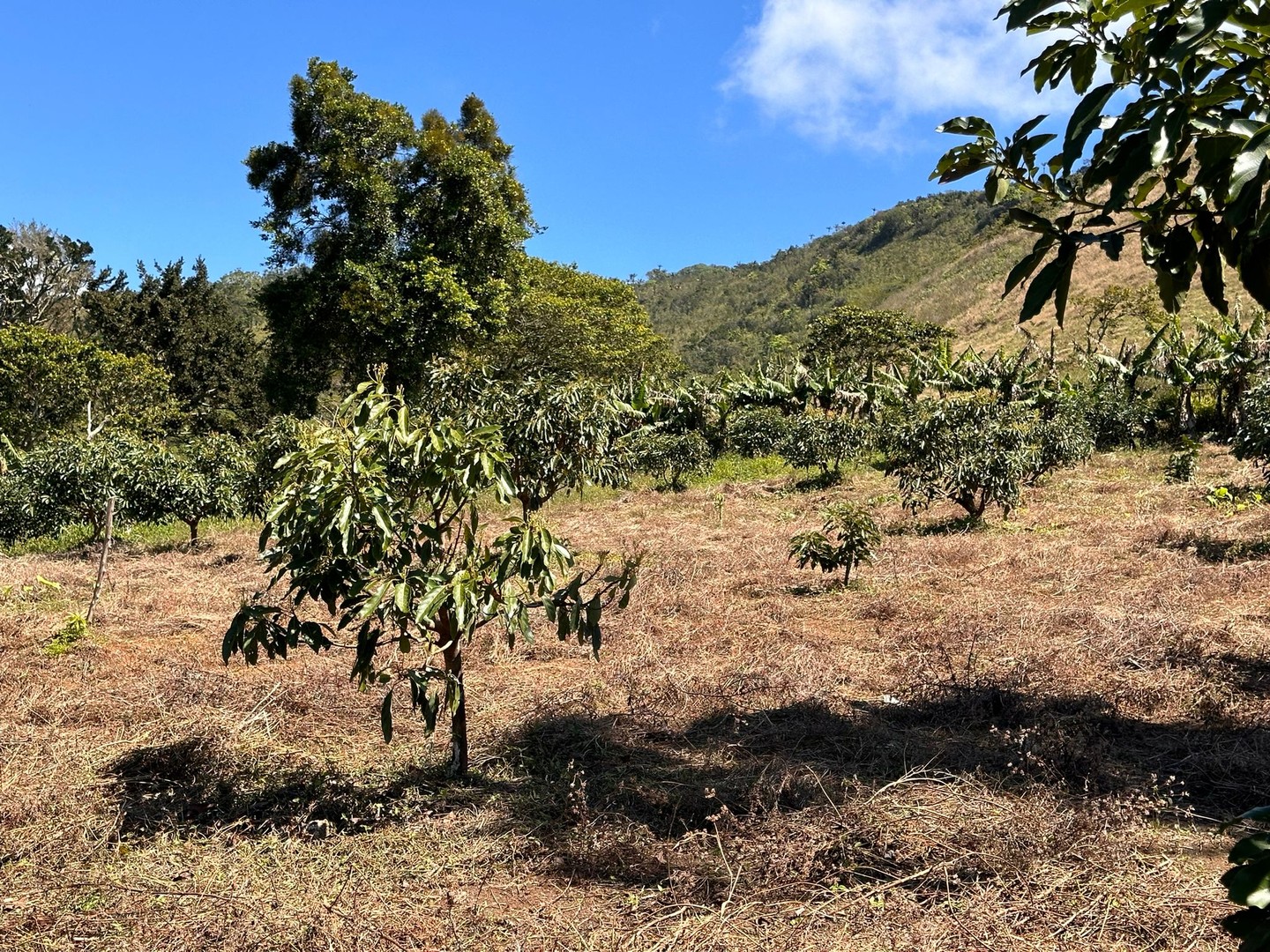 solares y terrenos - Vendo Oportunidad Finca De 132 Tareas Sembrada De Aguacate, Café y Guineos en Ba 4