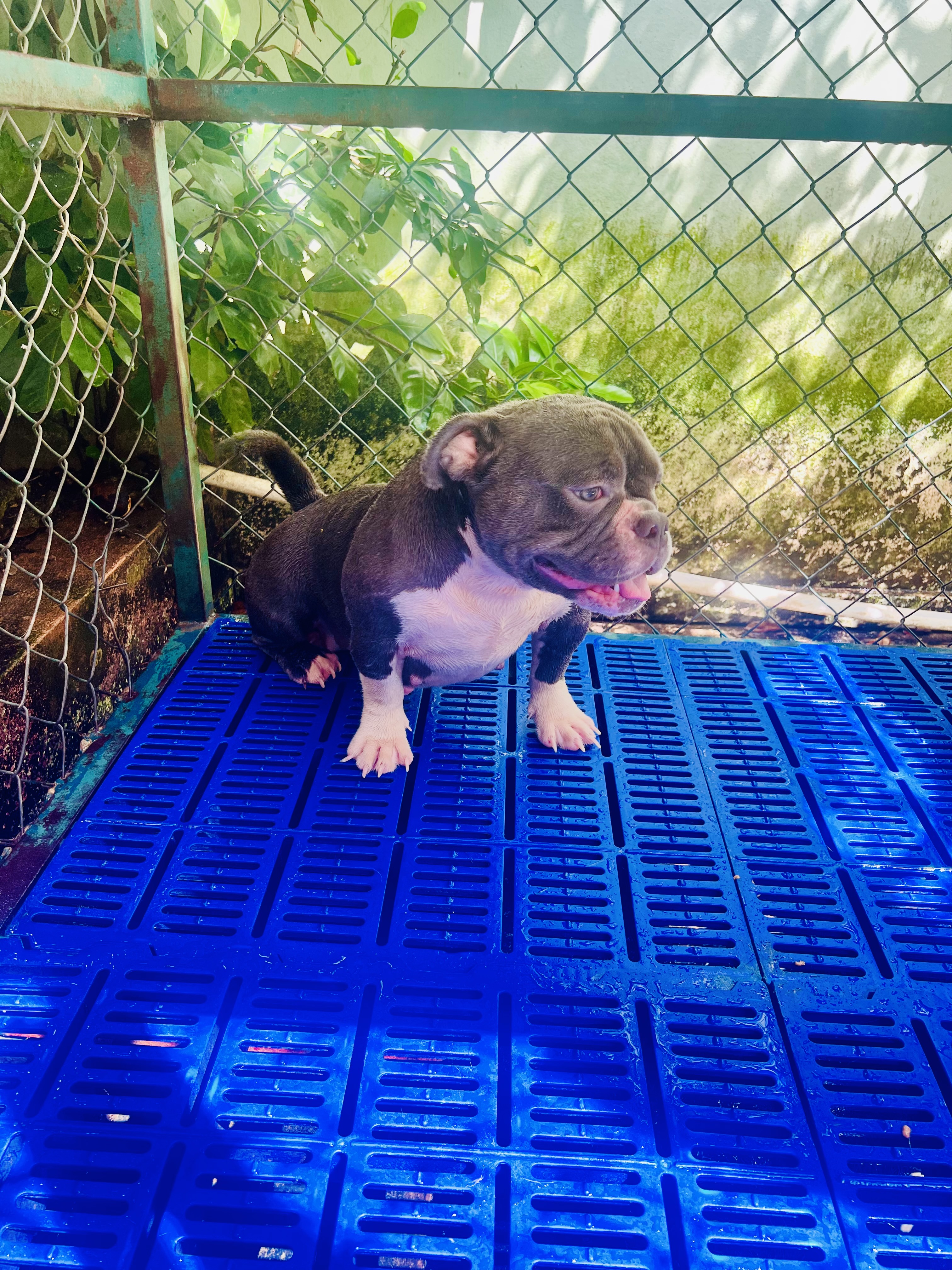 animales y mascotas - Cachorra disponible American bully  1