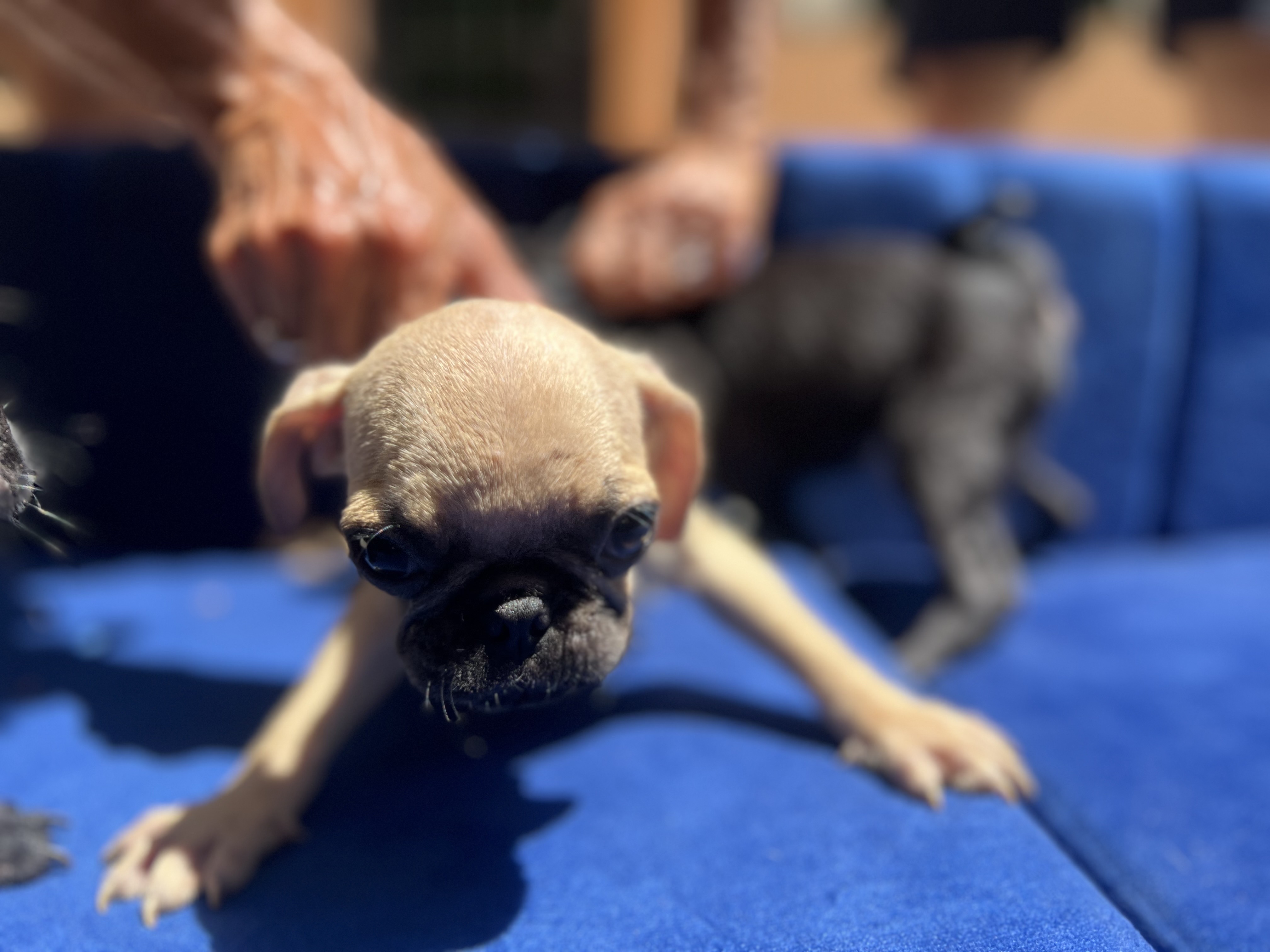 animales y mascotas - cachorros pug puros  3