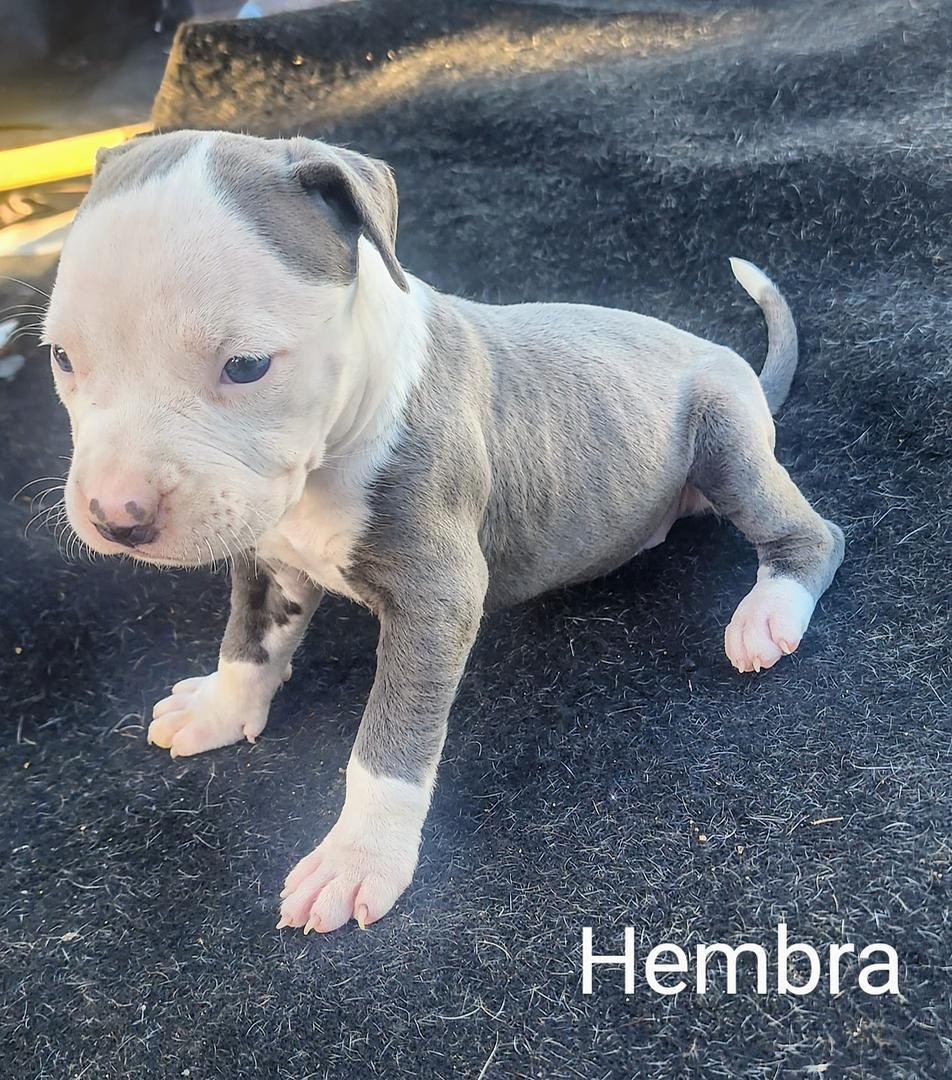 animales y mascotas - Cachorros perros pitbull blue 