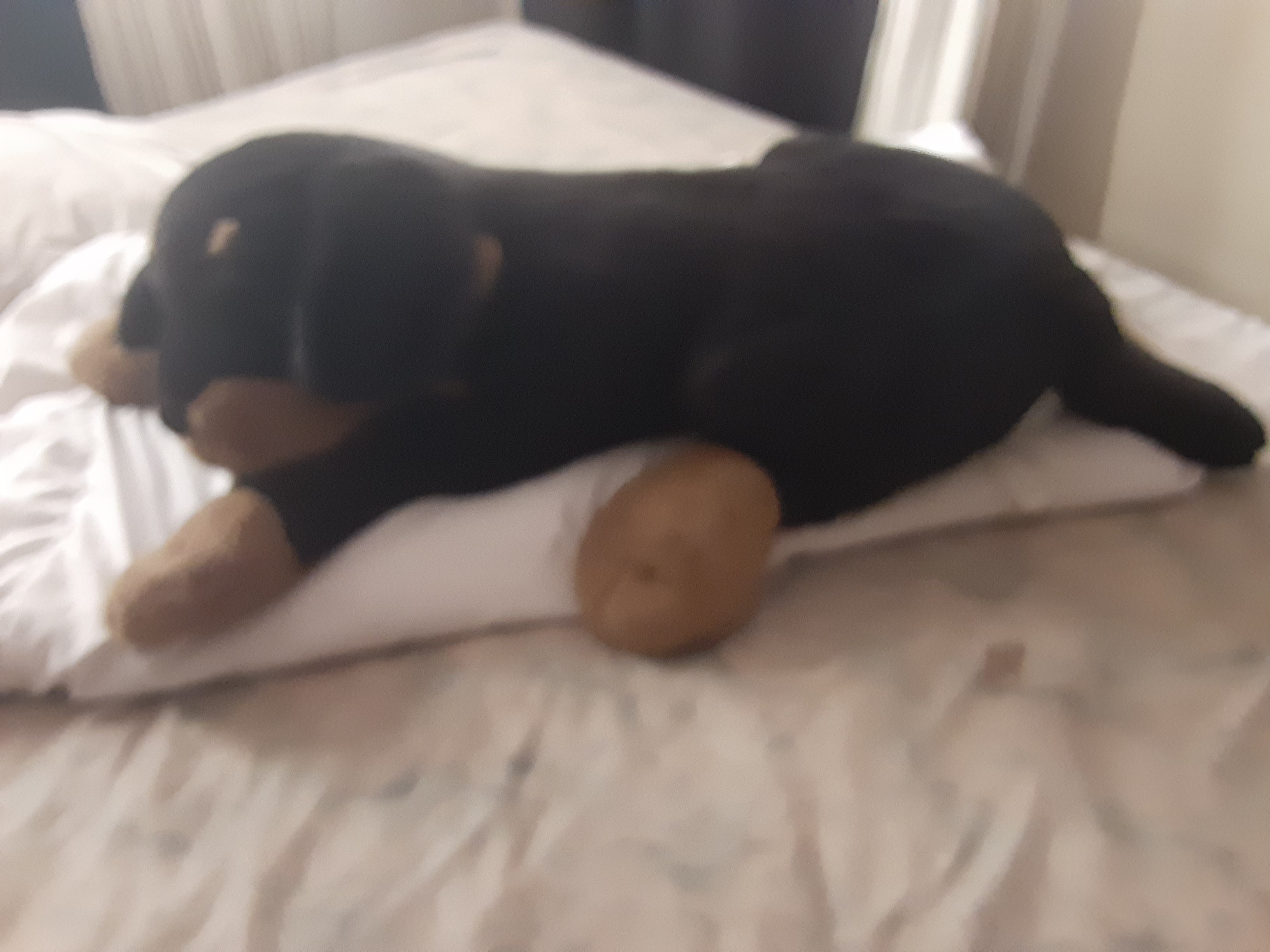 juguetes - Peluche de Rottweiler 