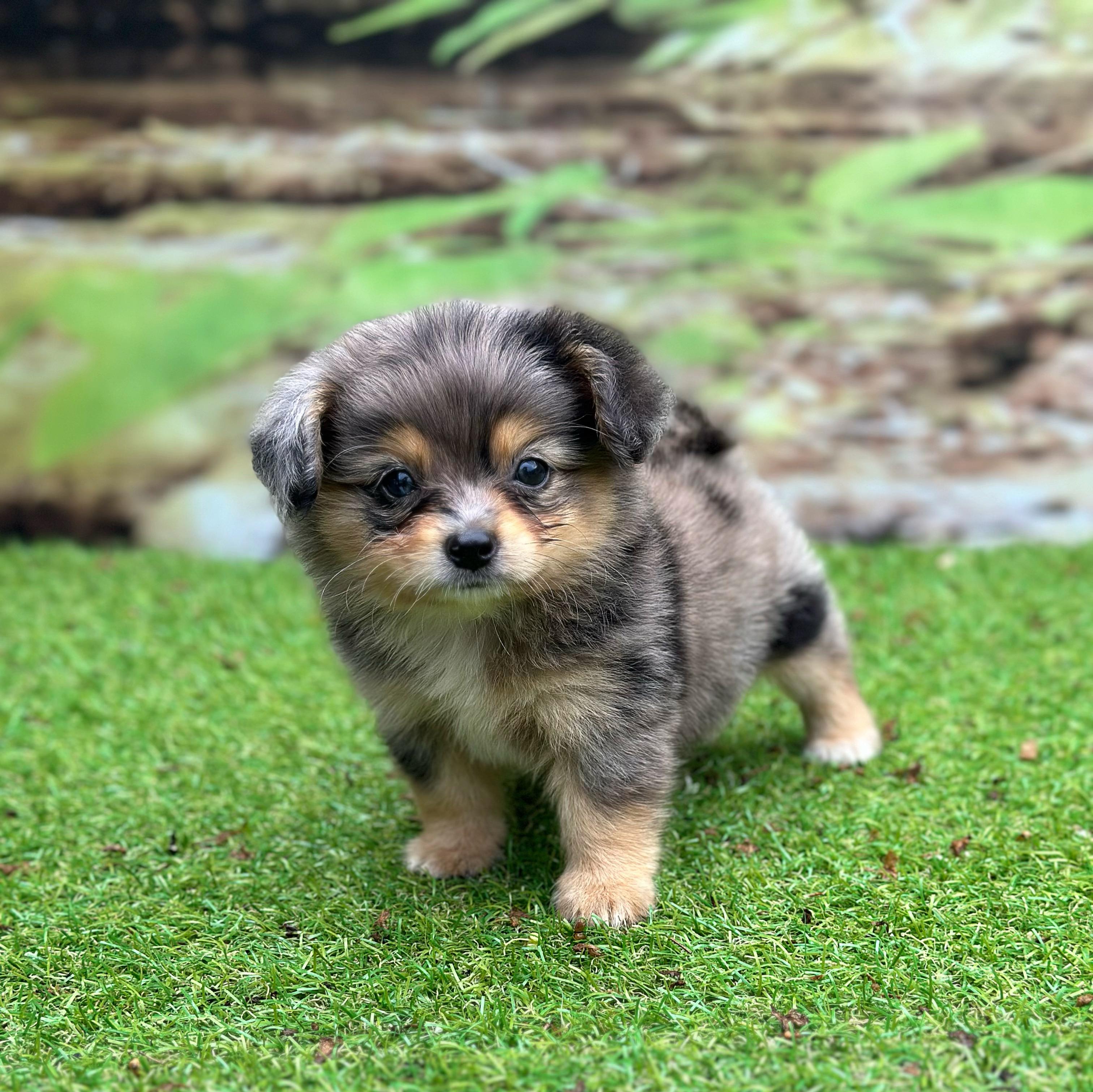 animales y mascotas - Pomerania+ maltés 