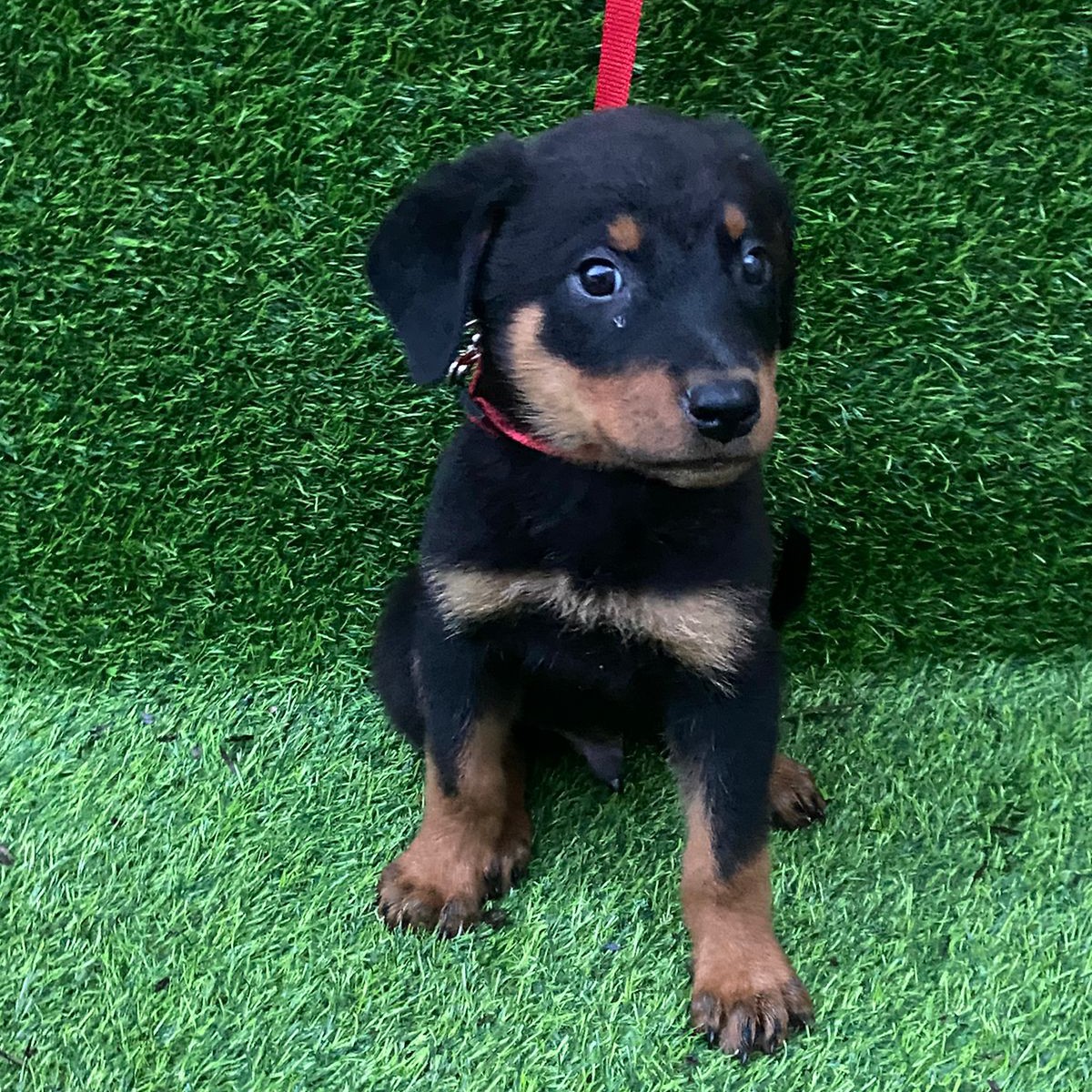 animales y mascotas - Rowailler disponibles cachorros 