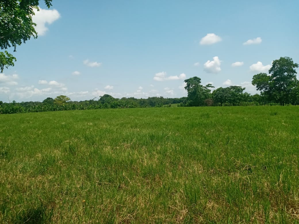 solares y terrenos - Vendo finca en Barahona de 45,000 tarea 