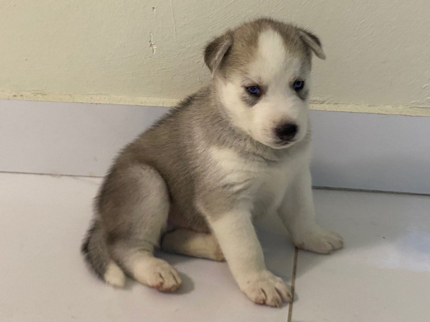 animales y mascotas - Tengo 4 cachoro de husky siveriano 