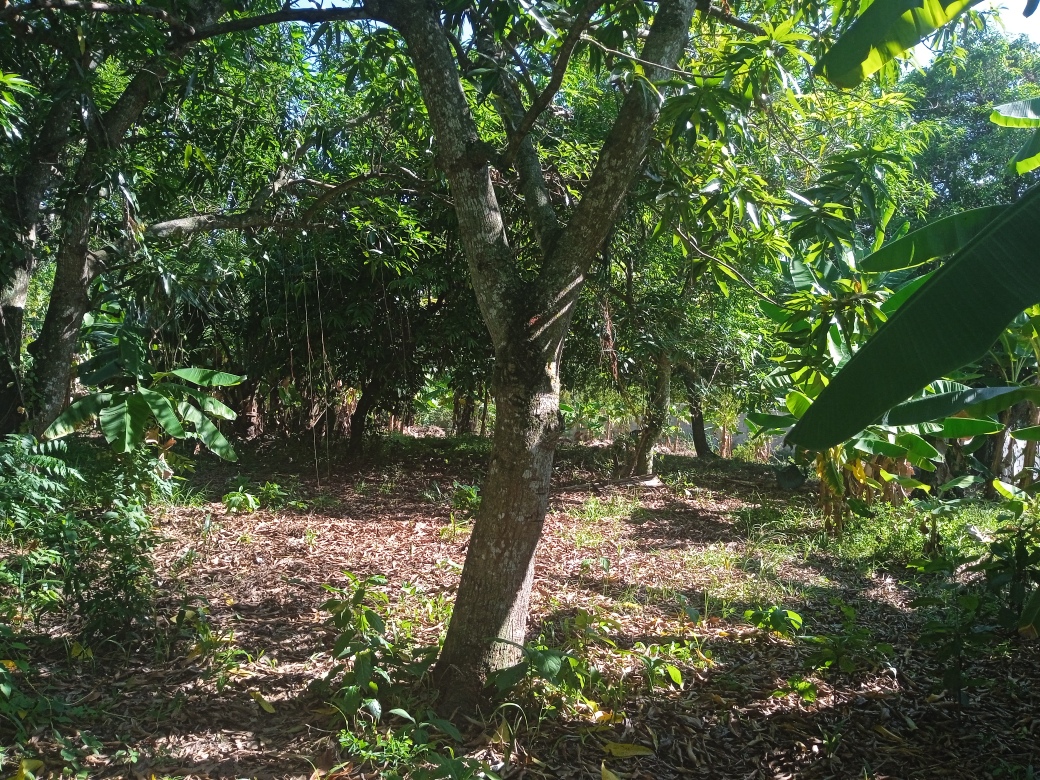 solares y terrenos - Terreno en venta en San Cristóbal  1