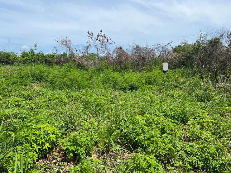 solares y terrenos - Terreno en Venta en COMATILLO 0