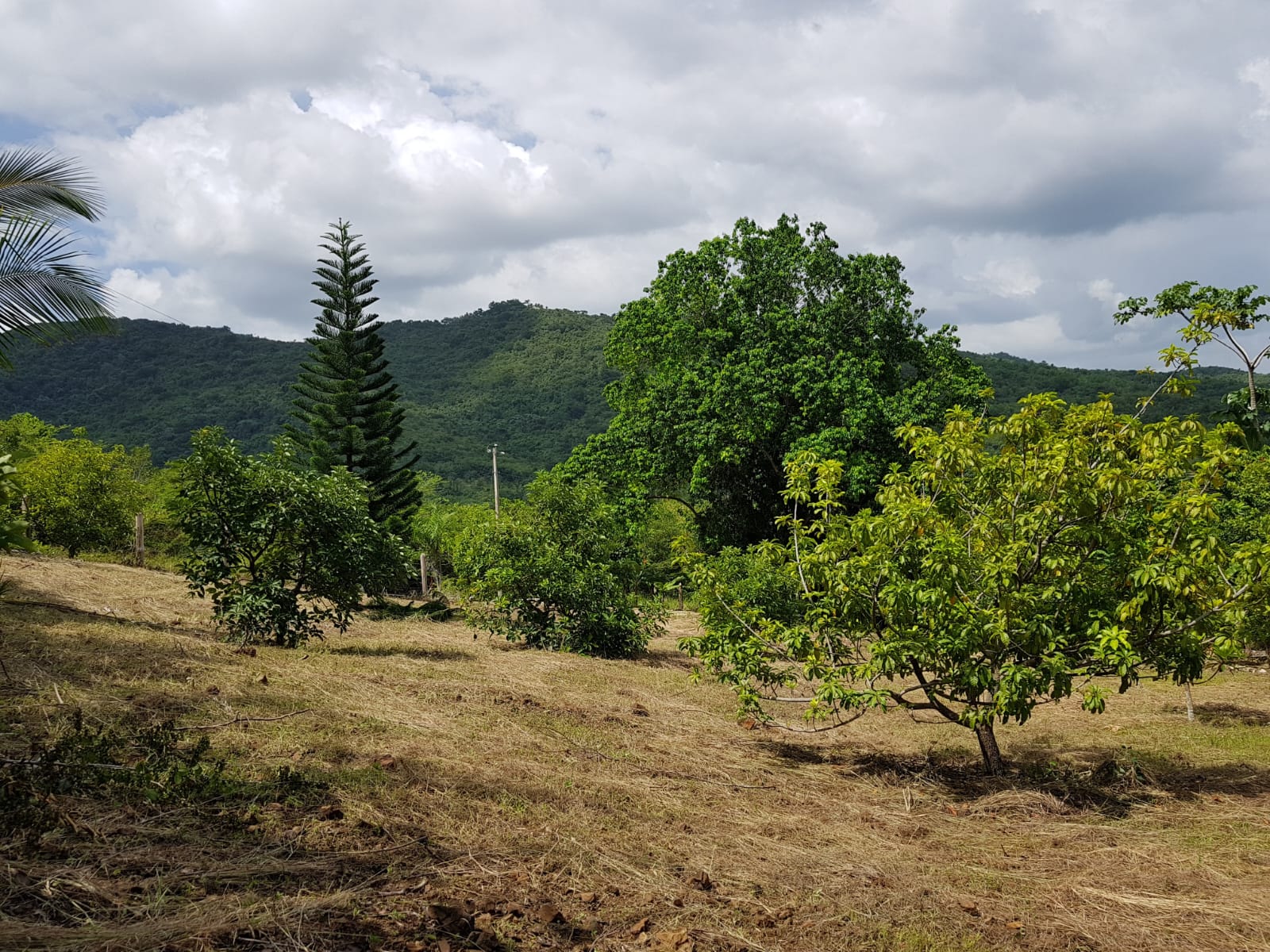 solares y terrenos - Terreno con un área de 3,700M2, Vacacional Matua.- 1