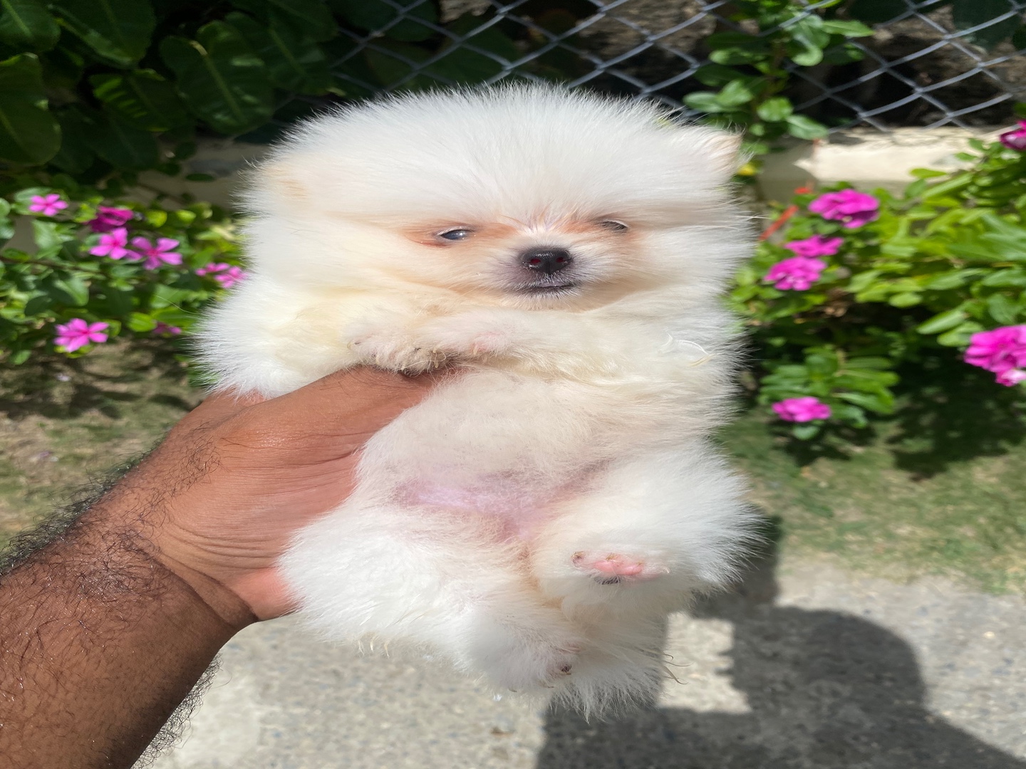 animales y mascotas - Pomerania hembra disponible  3