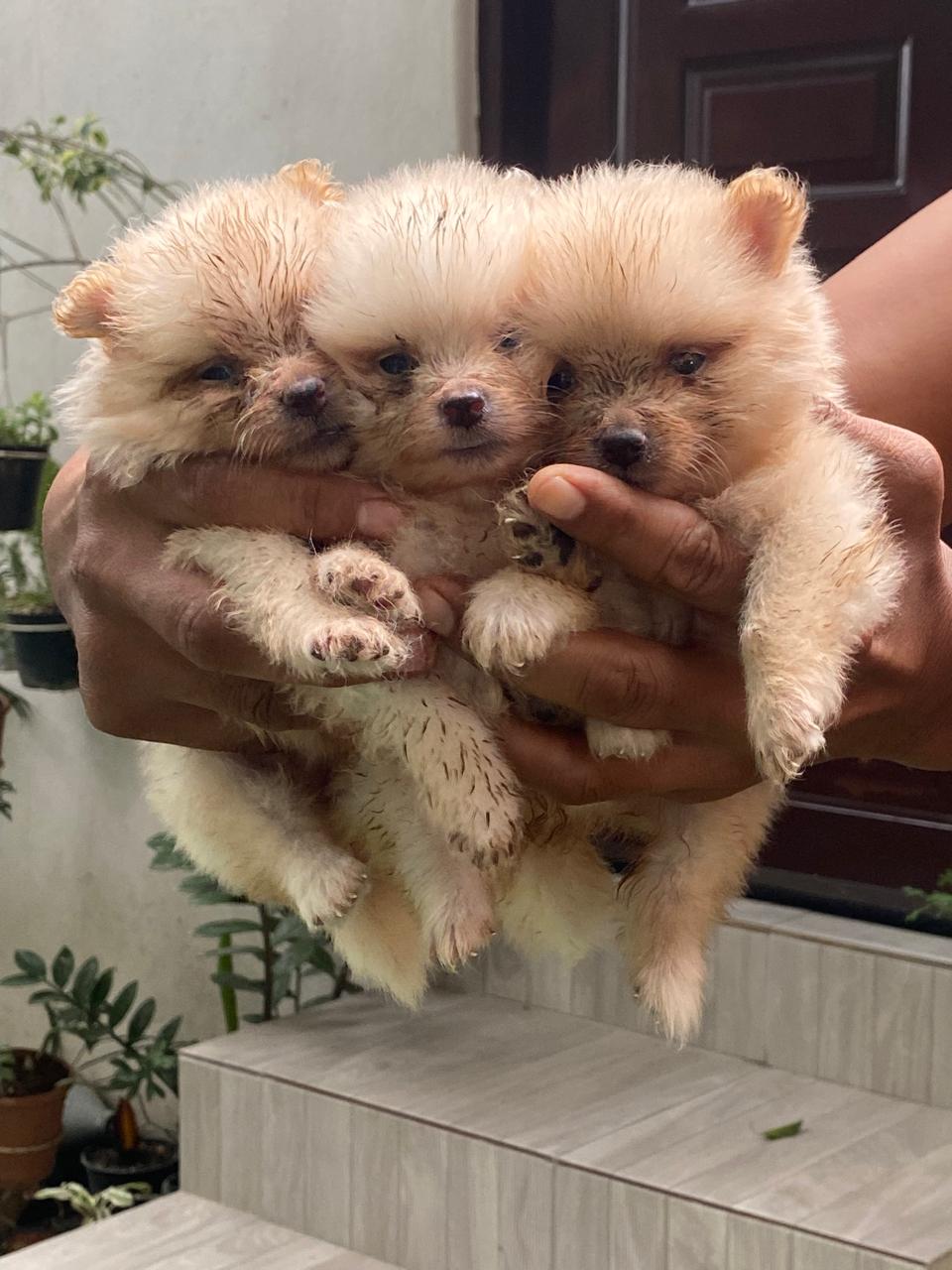 animales y mascotas - Cachorros pomerania  1