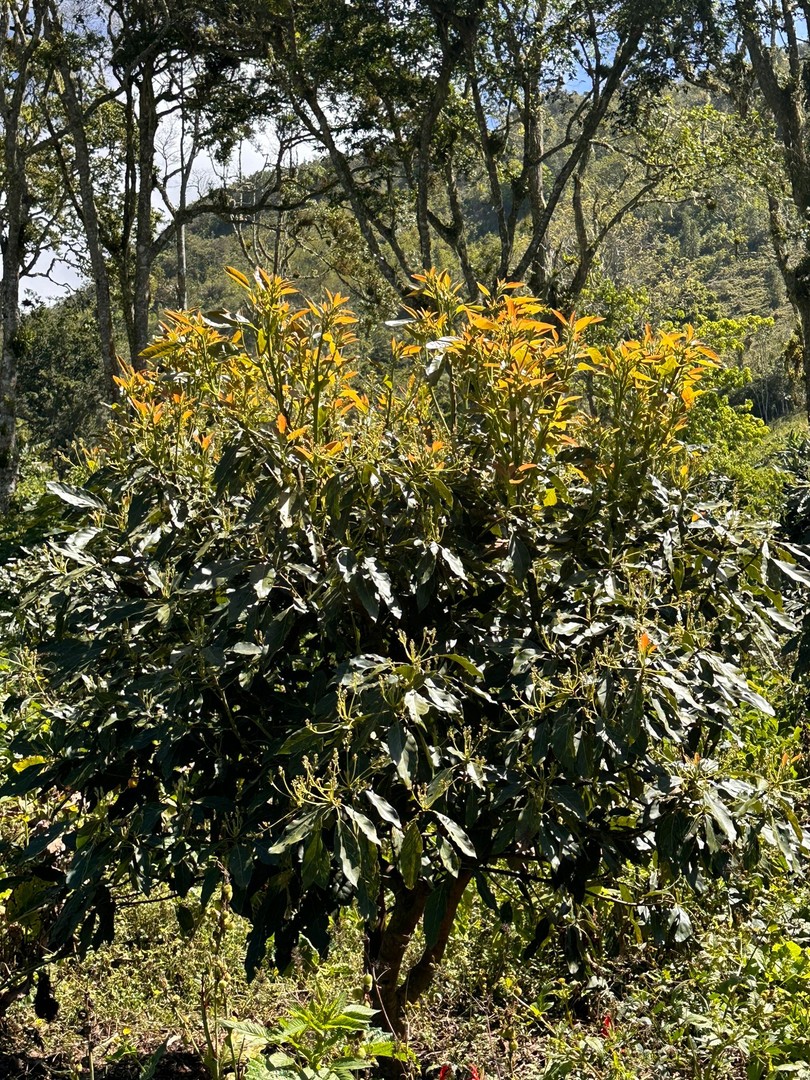 solares y terrenos - Vendo Oportunidad Finca De 132 Tareas Sembrada De Aguacate, Café y Guineos en Ba 8