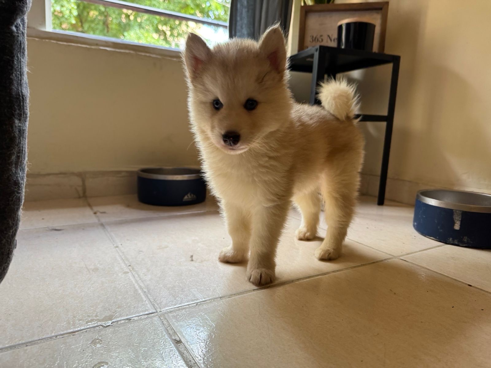 animales y mascotas - Husky Wooly  1