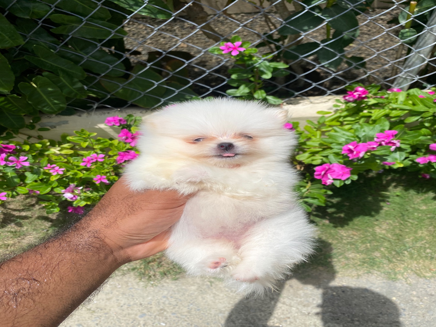 animales y mascotas - Pomerania hembra disponible 