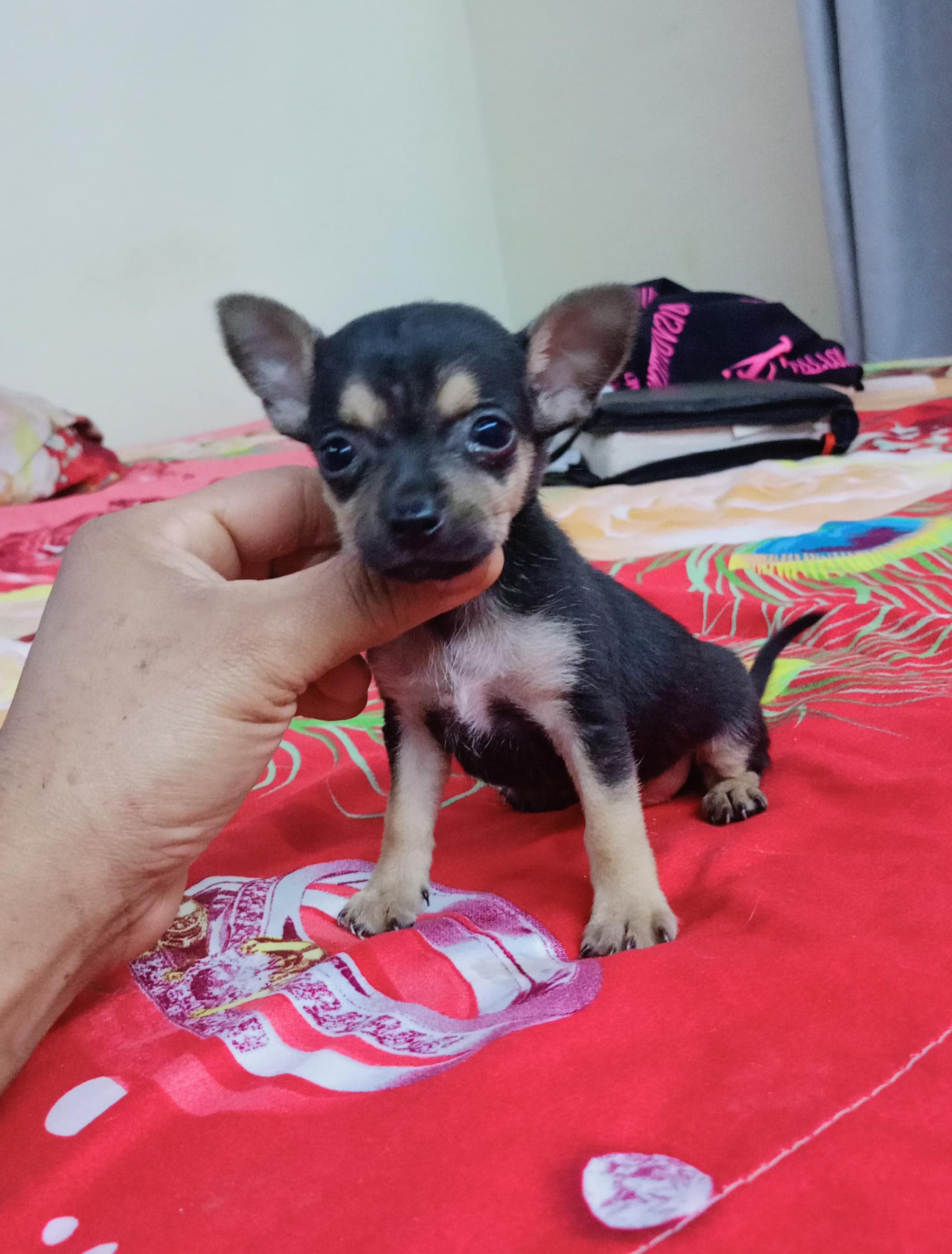 animales y mascotas - hermosos cachorritos de chihuahua ambos sexo disponibles  3