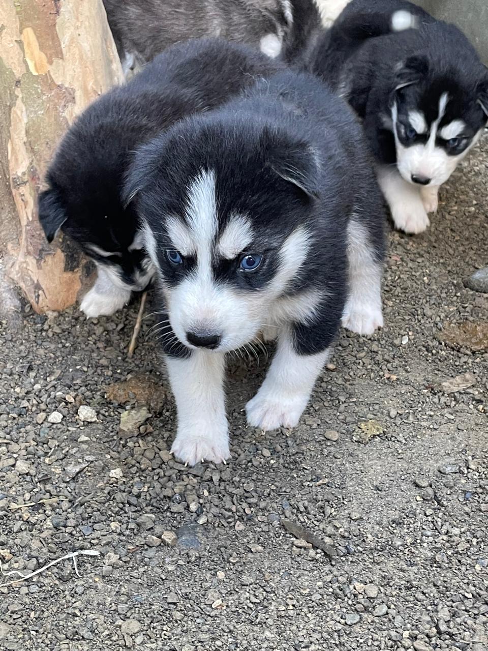 animales y mascotas - hermosos cachorritos de Husky ambos sexo disponibles  2