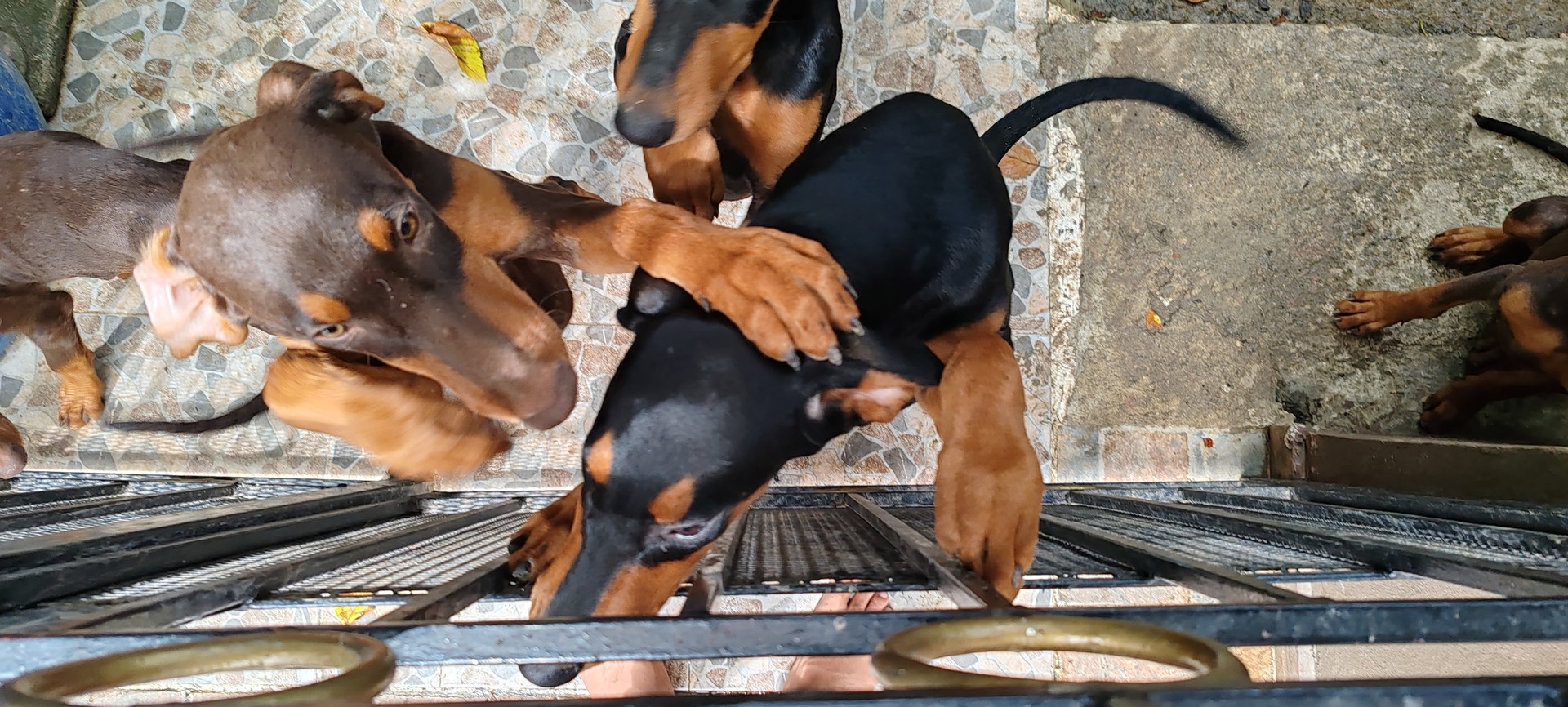 animales y mascotas - Venta de Cachorros Doberman  1