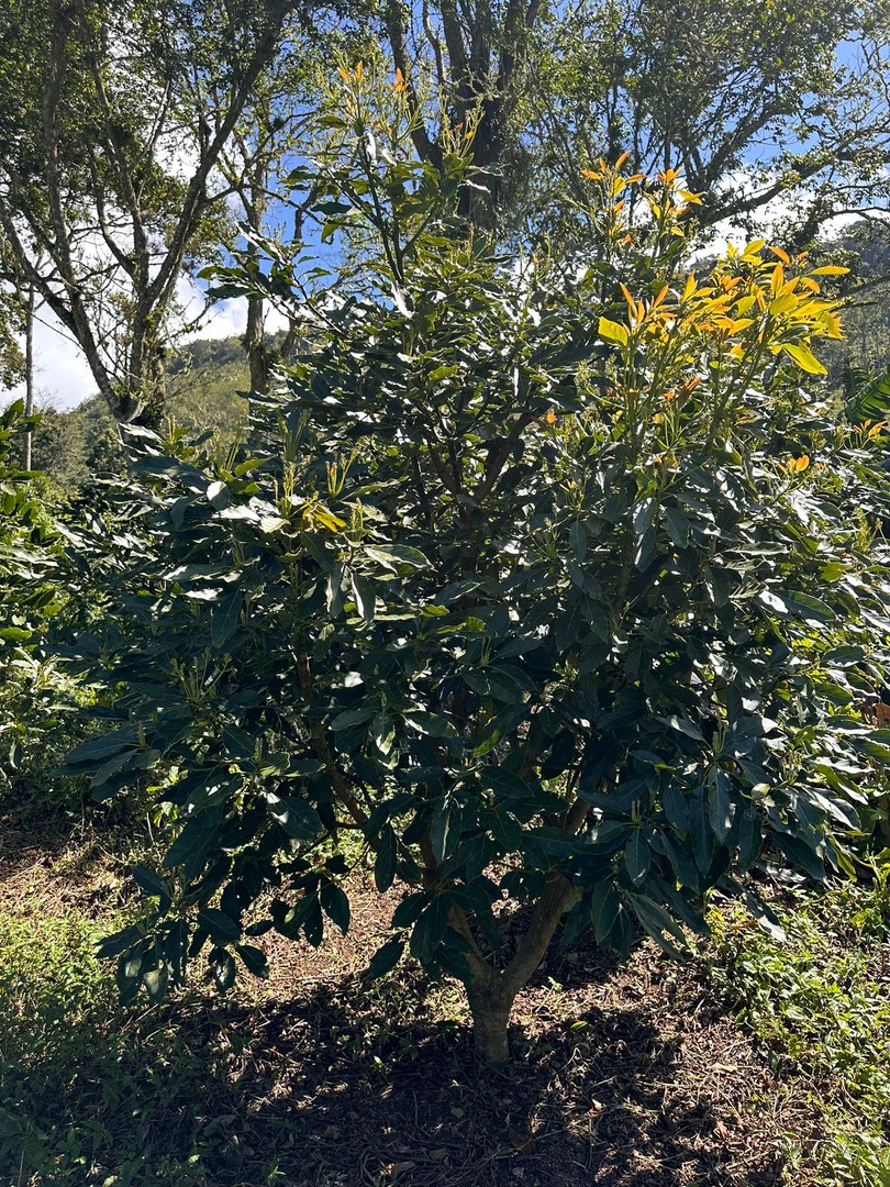 solares y terrenos - Vendo Oportunidad Finca De 132 Tareas Sembrada De Aguacate, Café y Guineos en Ba 9