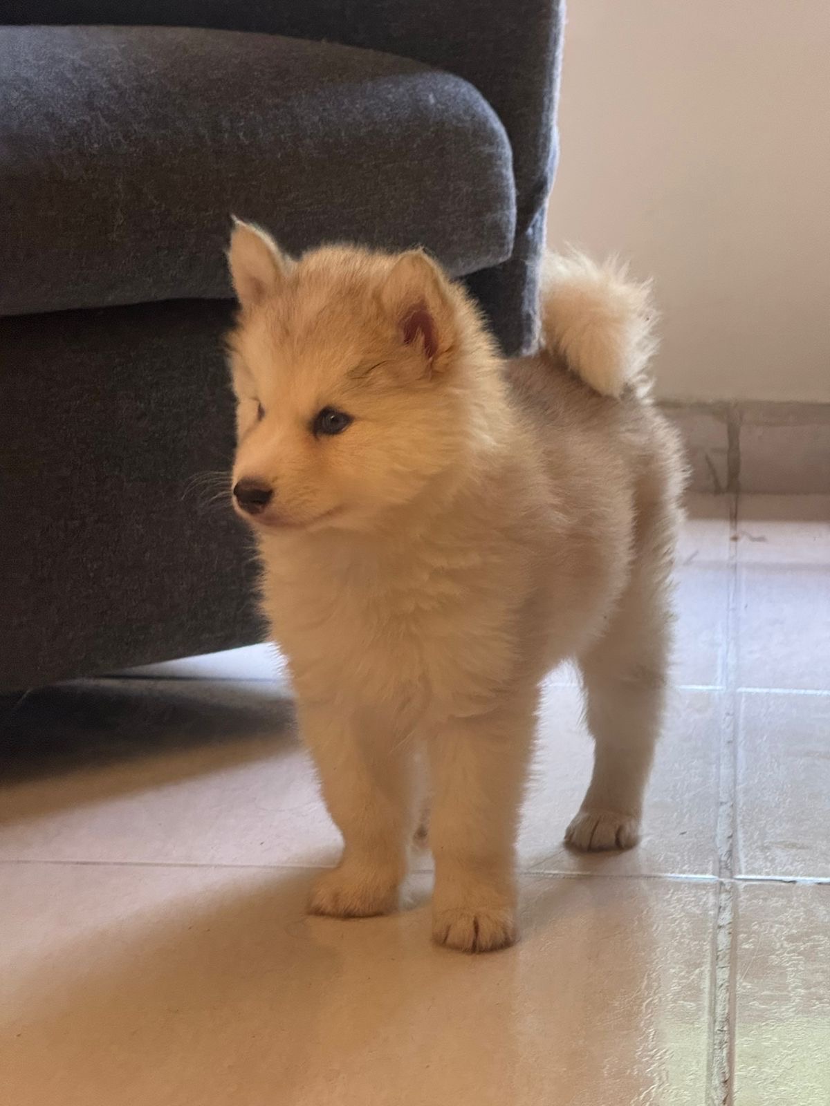 animales y mascotas - Husky Wooly  2