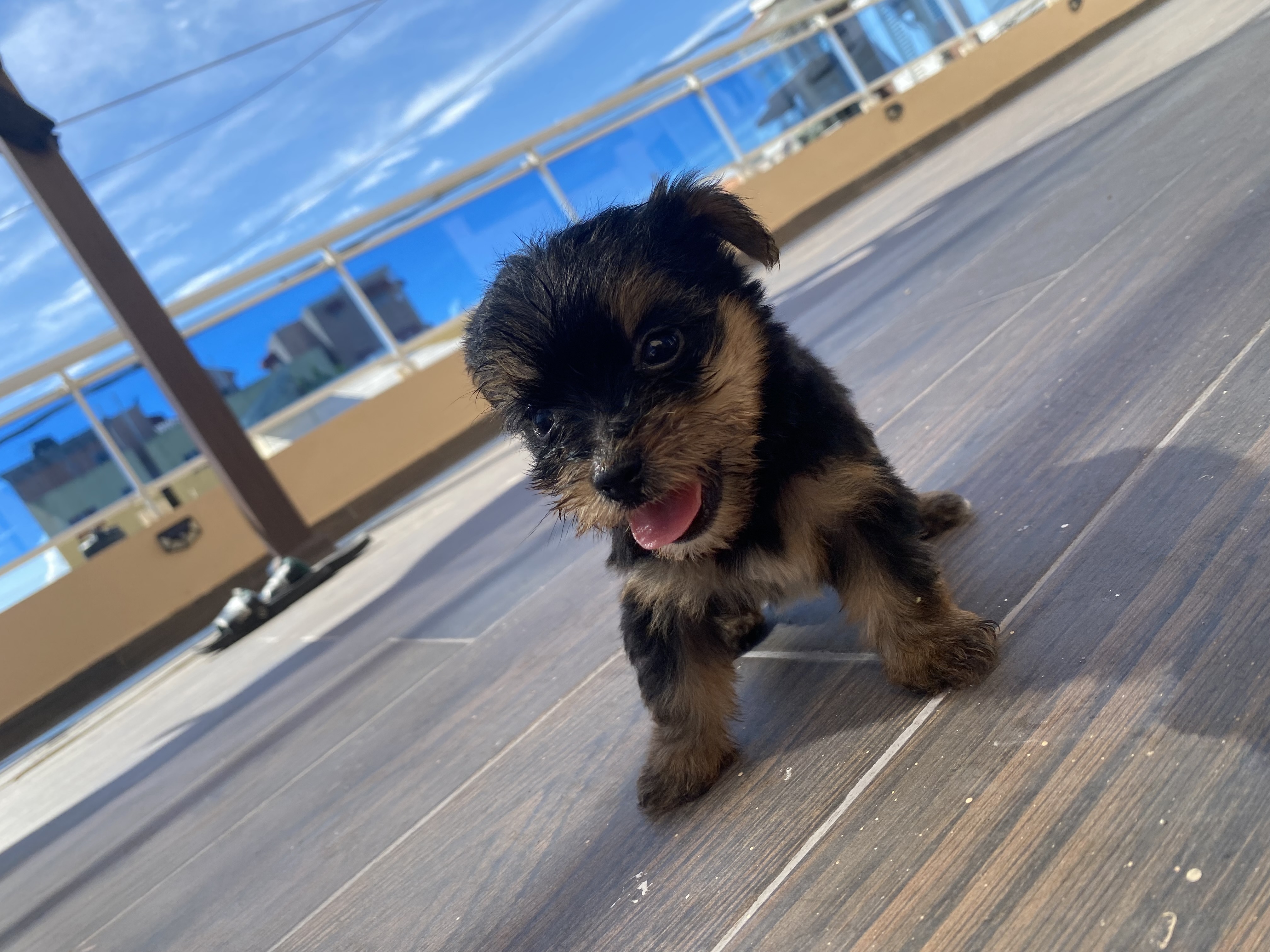 animales y mascotas - Yorkie Yorkshire Terrier 2