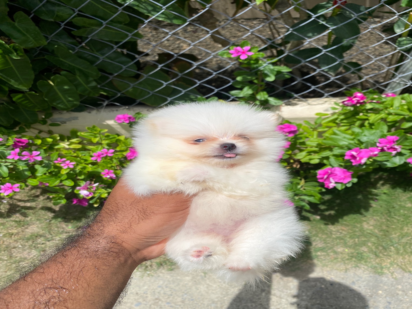 animales y mascotas - Pomerania hembra disponible  1