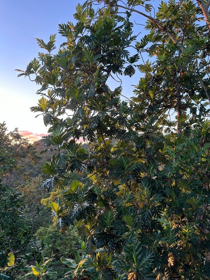 solares y terrenos - Finca de 7 Tareas con Caseta y Piscina en Las Montañas  7