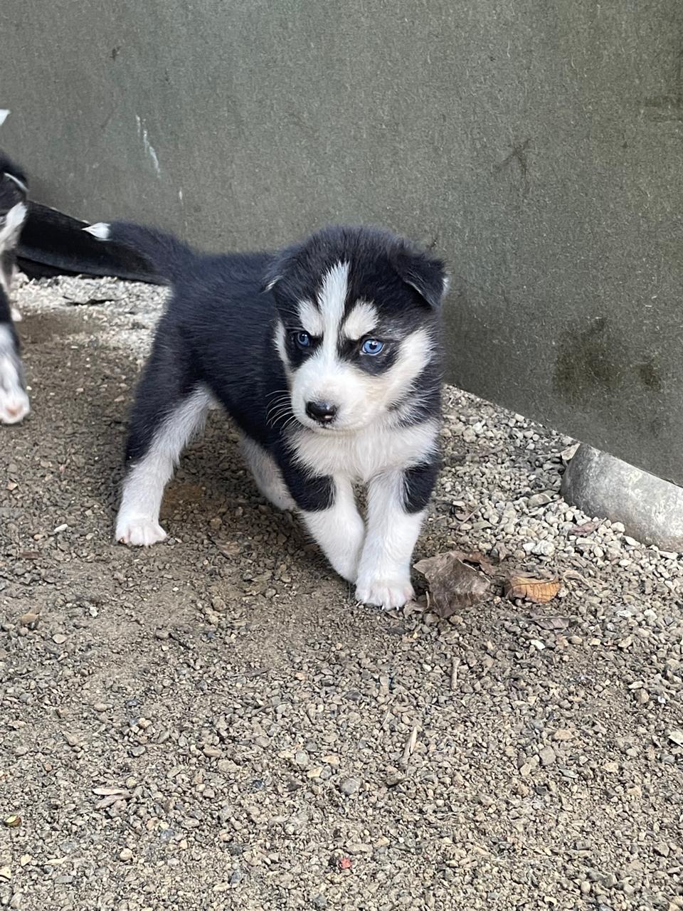 animales y mascotas - hermosos cachorritos de Husky ambos sexo disponibles  3