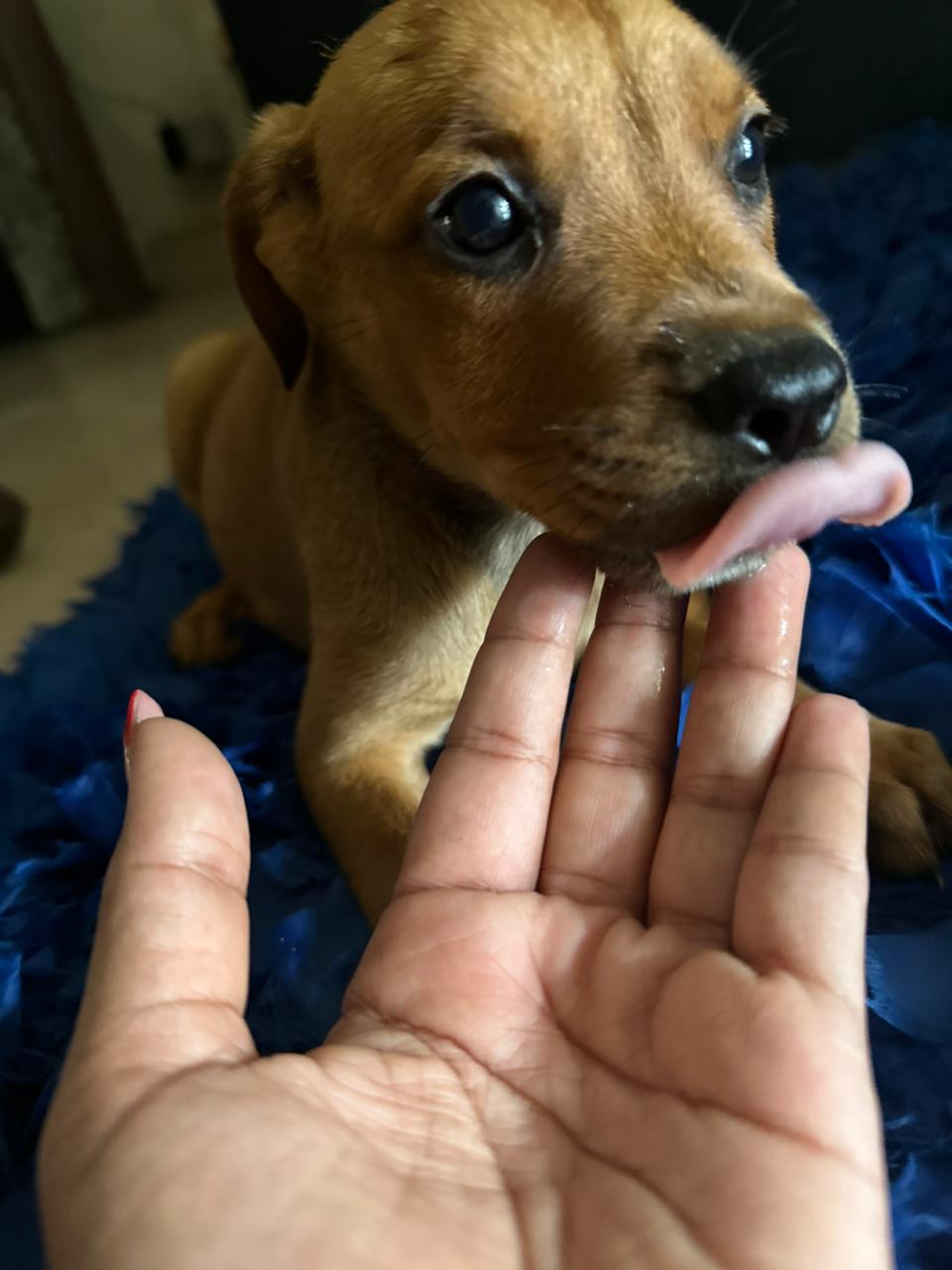 animales y mascotas - Rottweiler con boxer 1