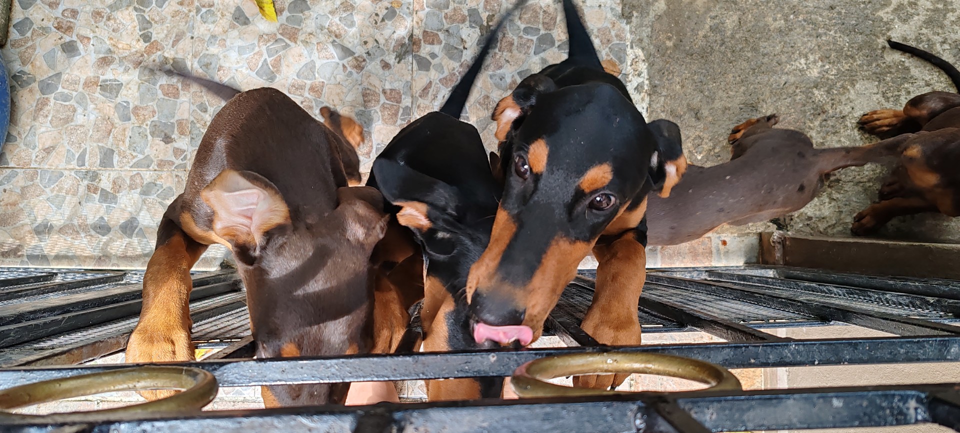 animales y mascotas - Venta de Cachorros Doberman  2