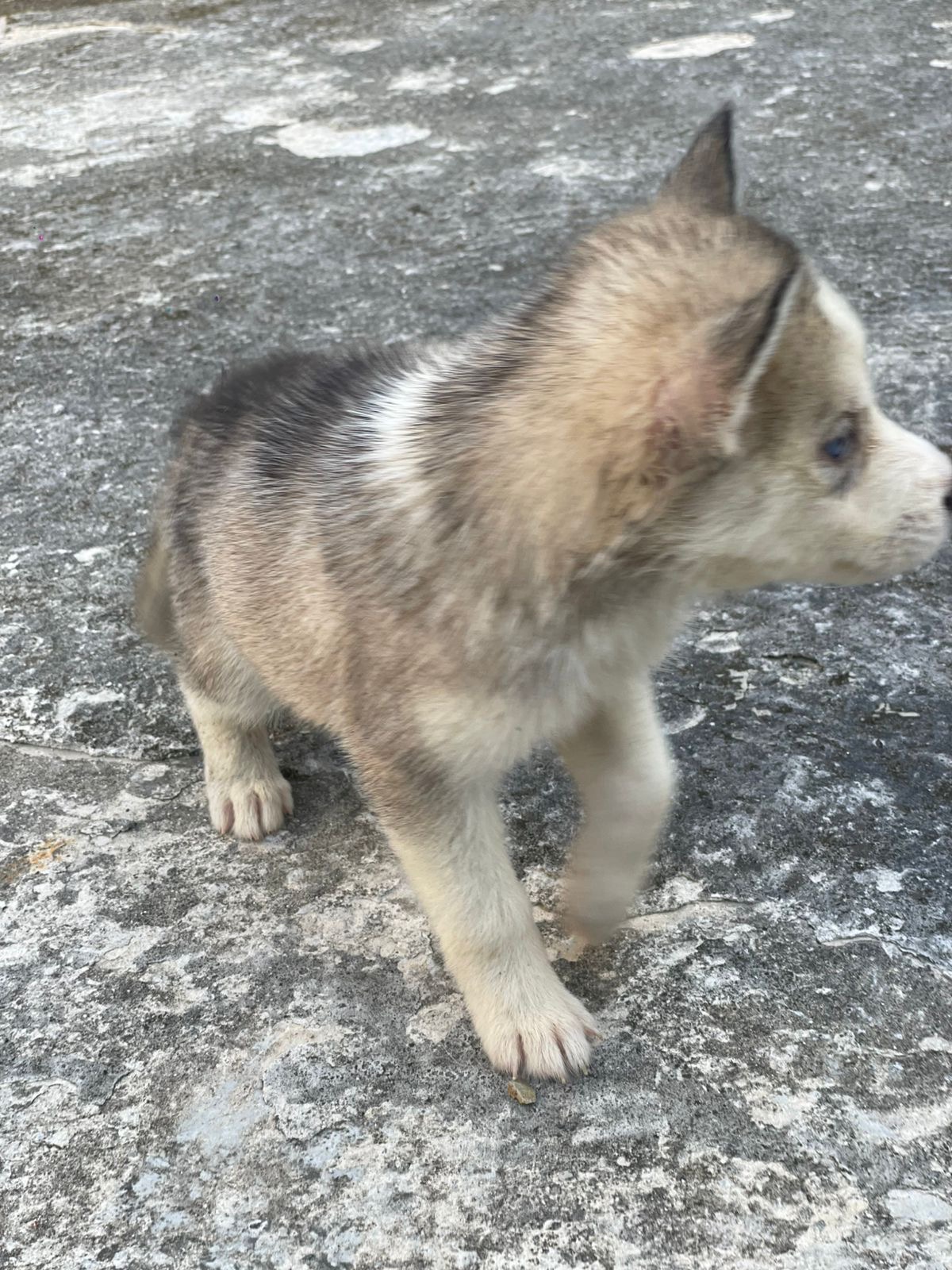 animales y mascotas - husky siberiano  4