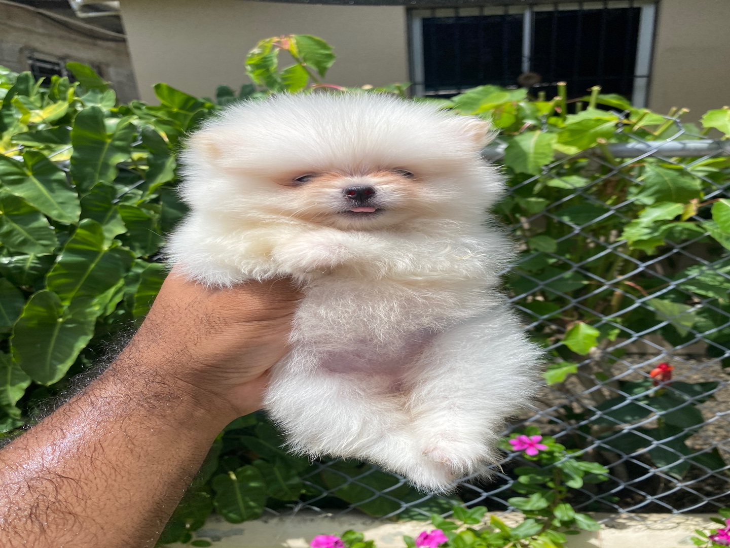 animales y mascotas - Pomerania hembra disponible  2