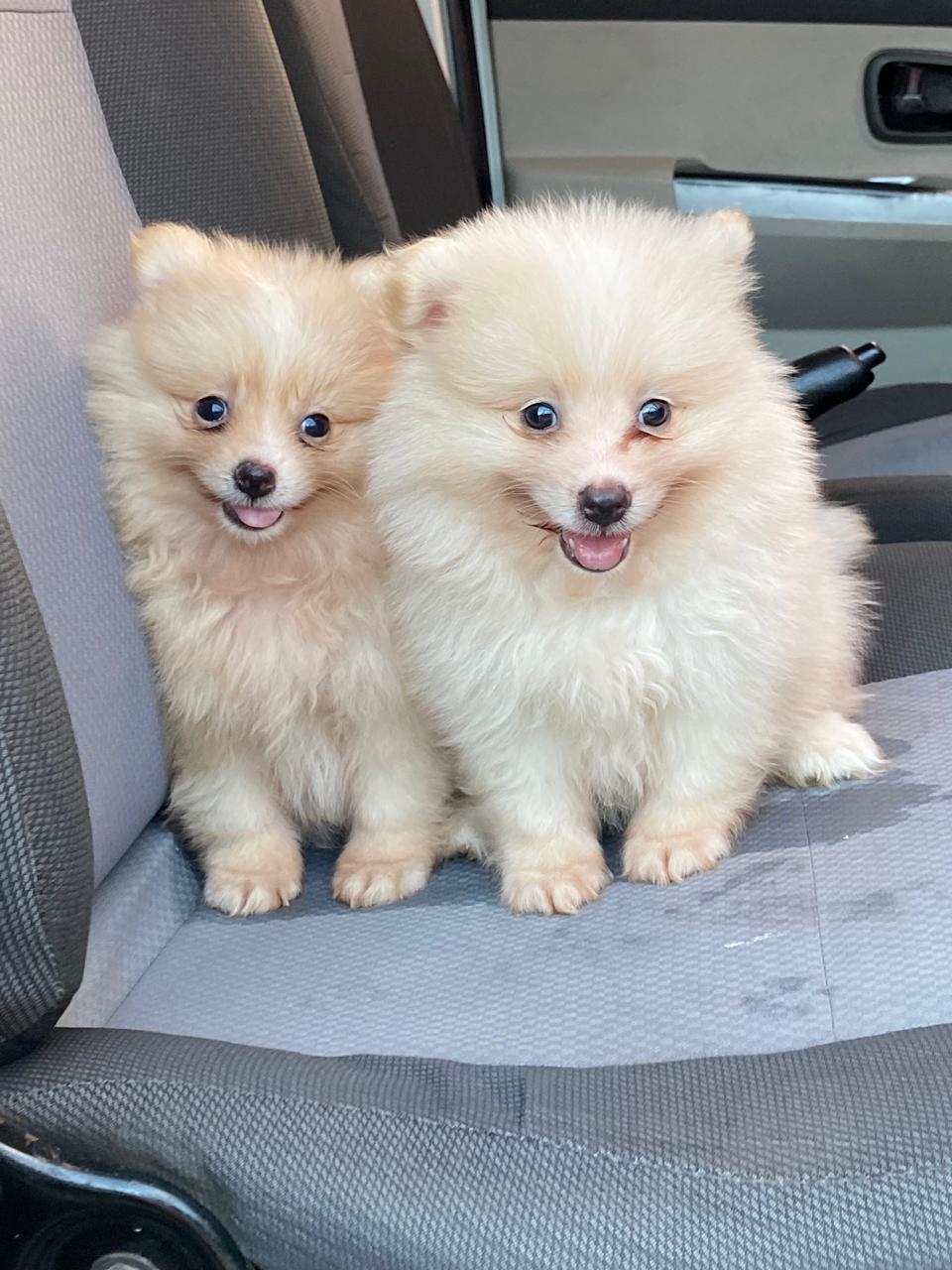 animales y mascotas - Cachorros pomerania 