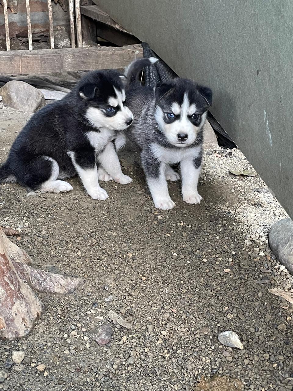 animales y mascotas - hermosos cachorritos de Husky ambos sexo disponibles  4