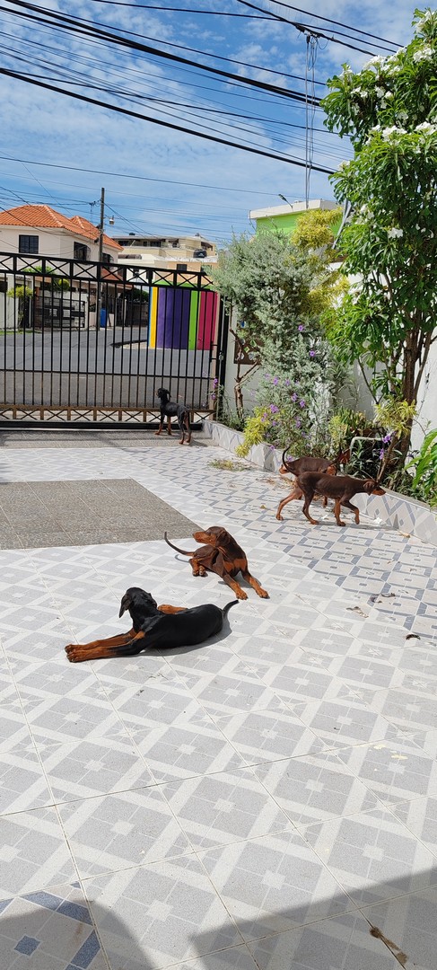 animales y mascotas - Venta de Cachorros Doberman  3