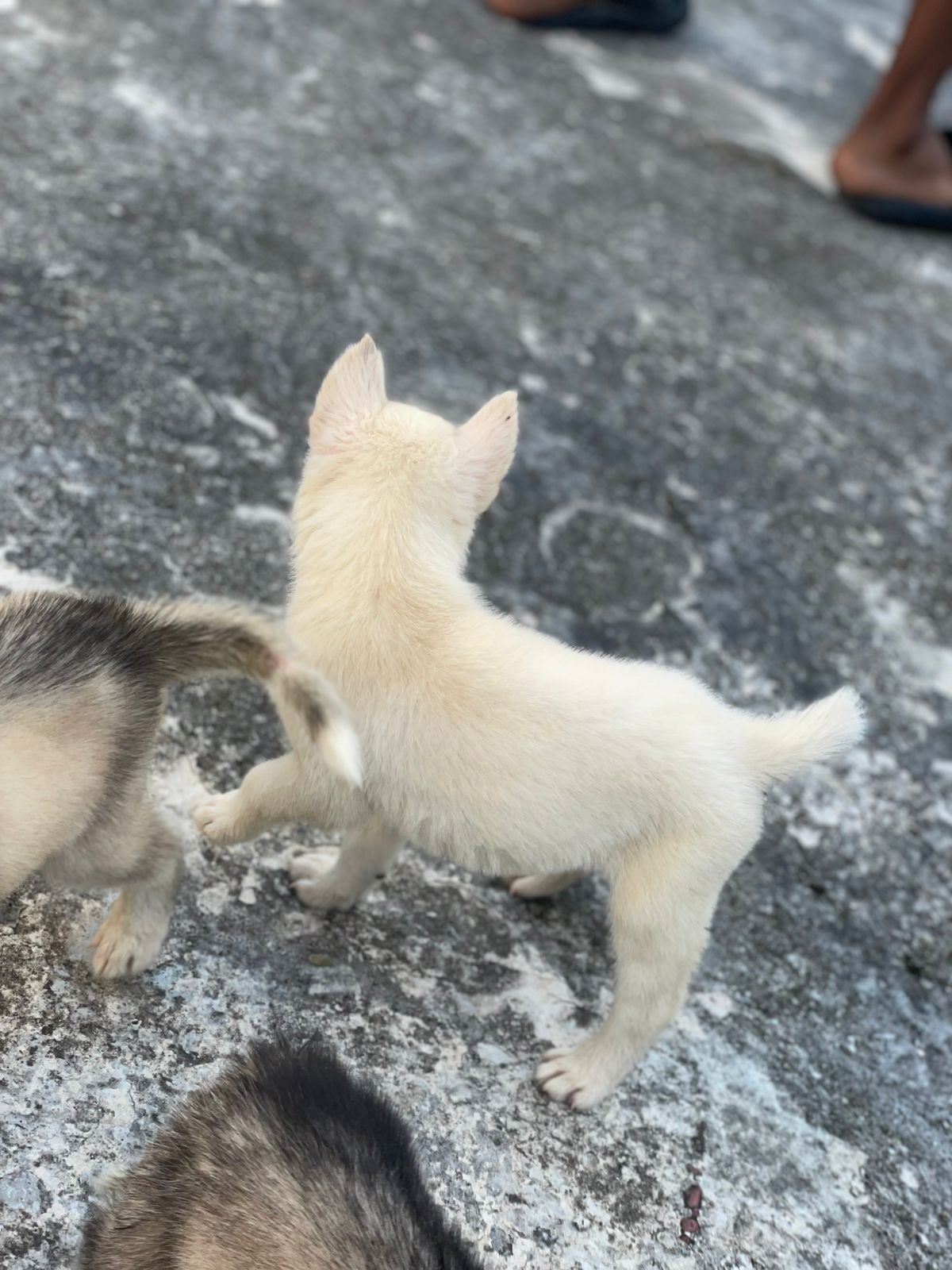 animales y mascotas - husky siberiano  5